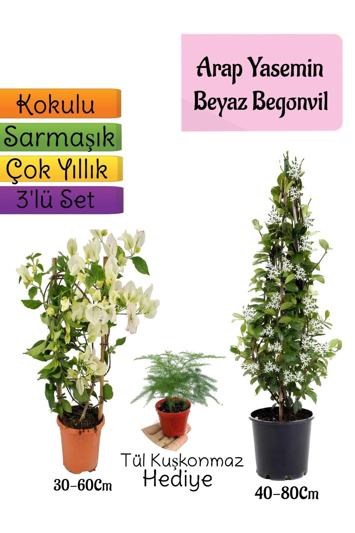 Gardenbox Çok Avantajlı Kokulu Arap Yasemini+Beyaz Begonvil+Tül Kuşkonmaz Hediyeli