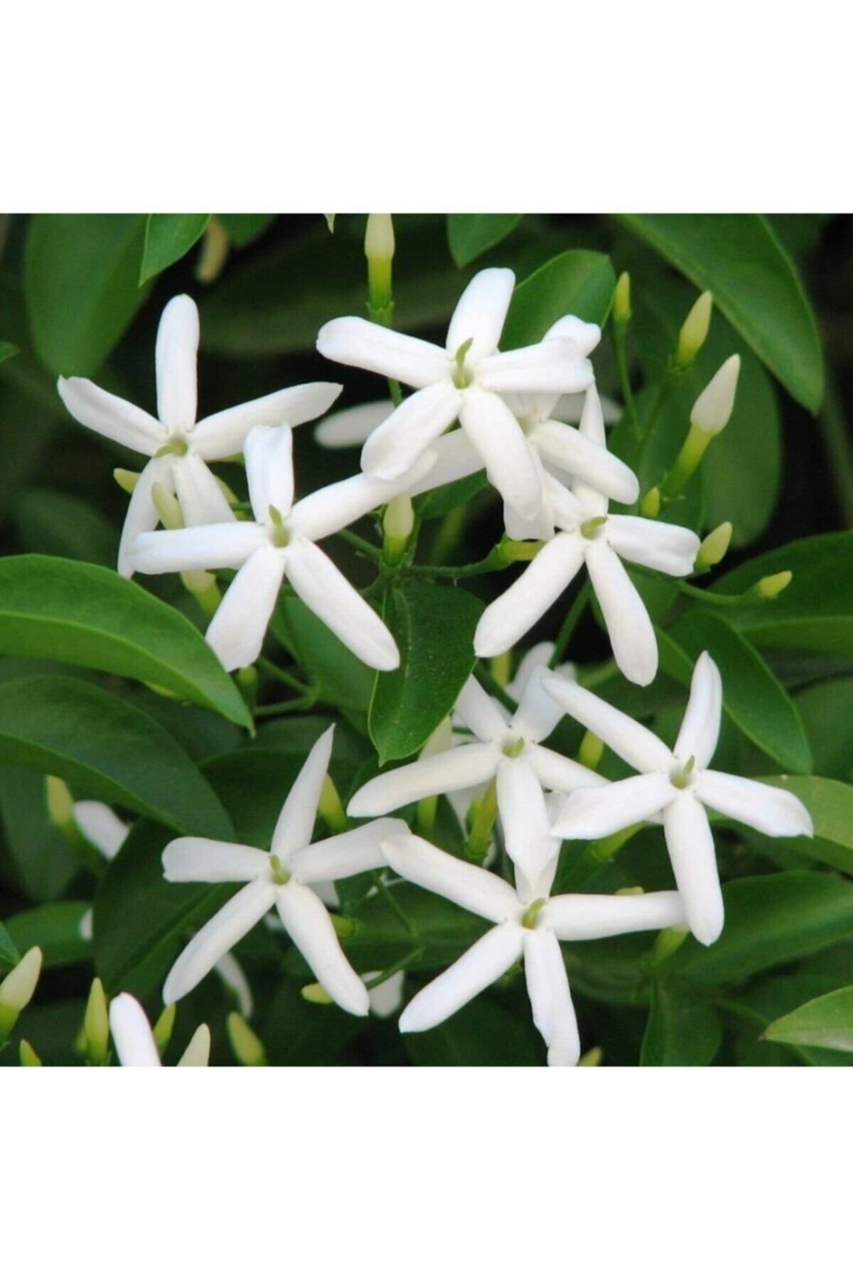 Bitkim Sende Arap Yasemin 70 cm+ Boy Jasminum Sambac
