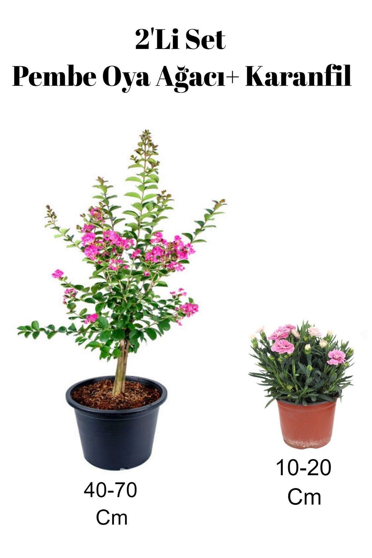 Bitkim Sende Çok Avantajlı 2'Li Set Pembe Oya Ağacı Fidanı+ Karanfil Çiçeği Dış Mekan Bitkisi