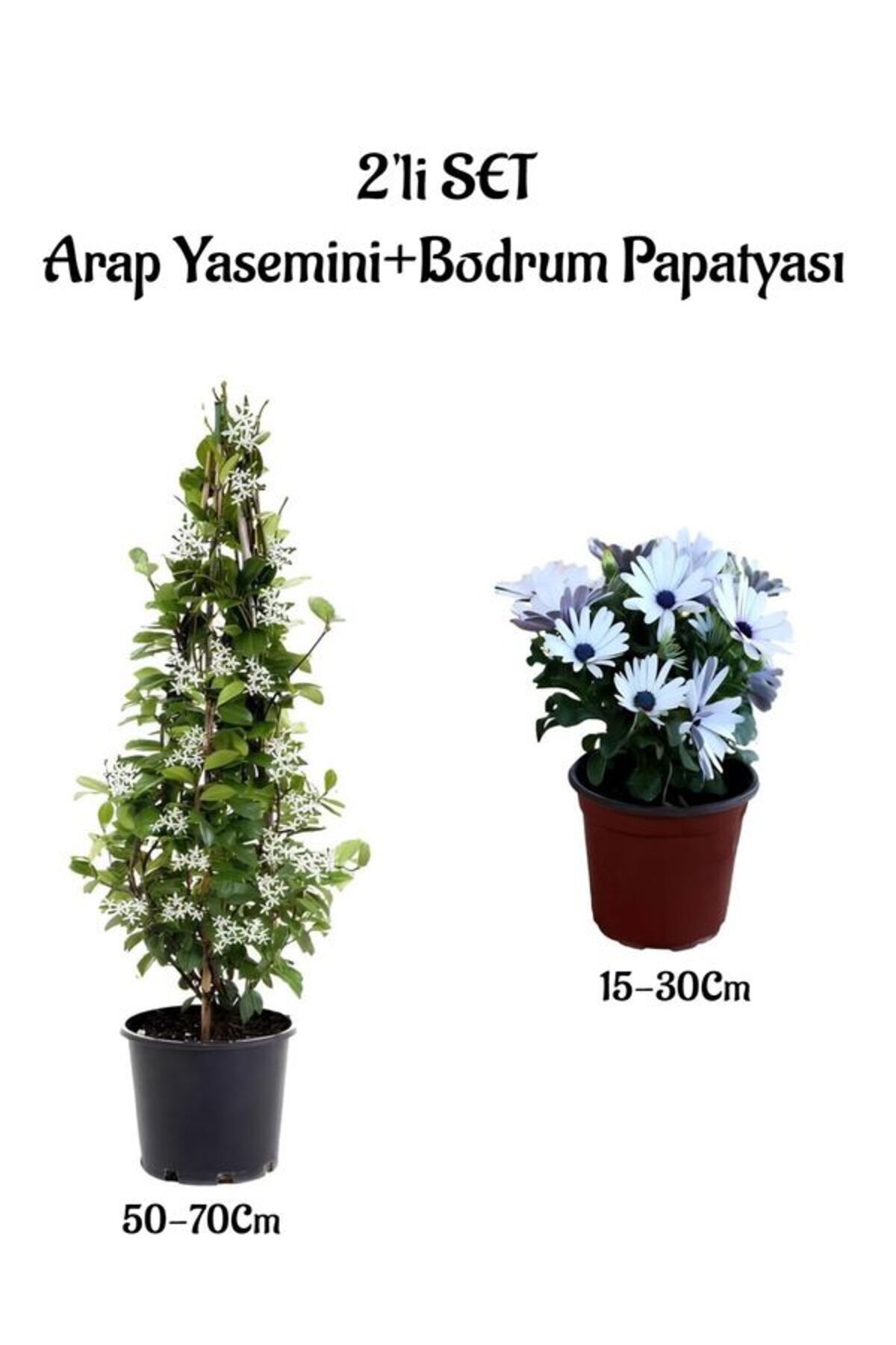 Gardenbox Çok Avantajlı Hoş Kokulu Arap Yasemini +Beyaz Bodrum Papatyası 2'li Bahçe Peyzaj Seti