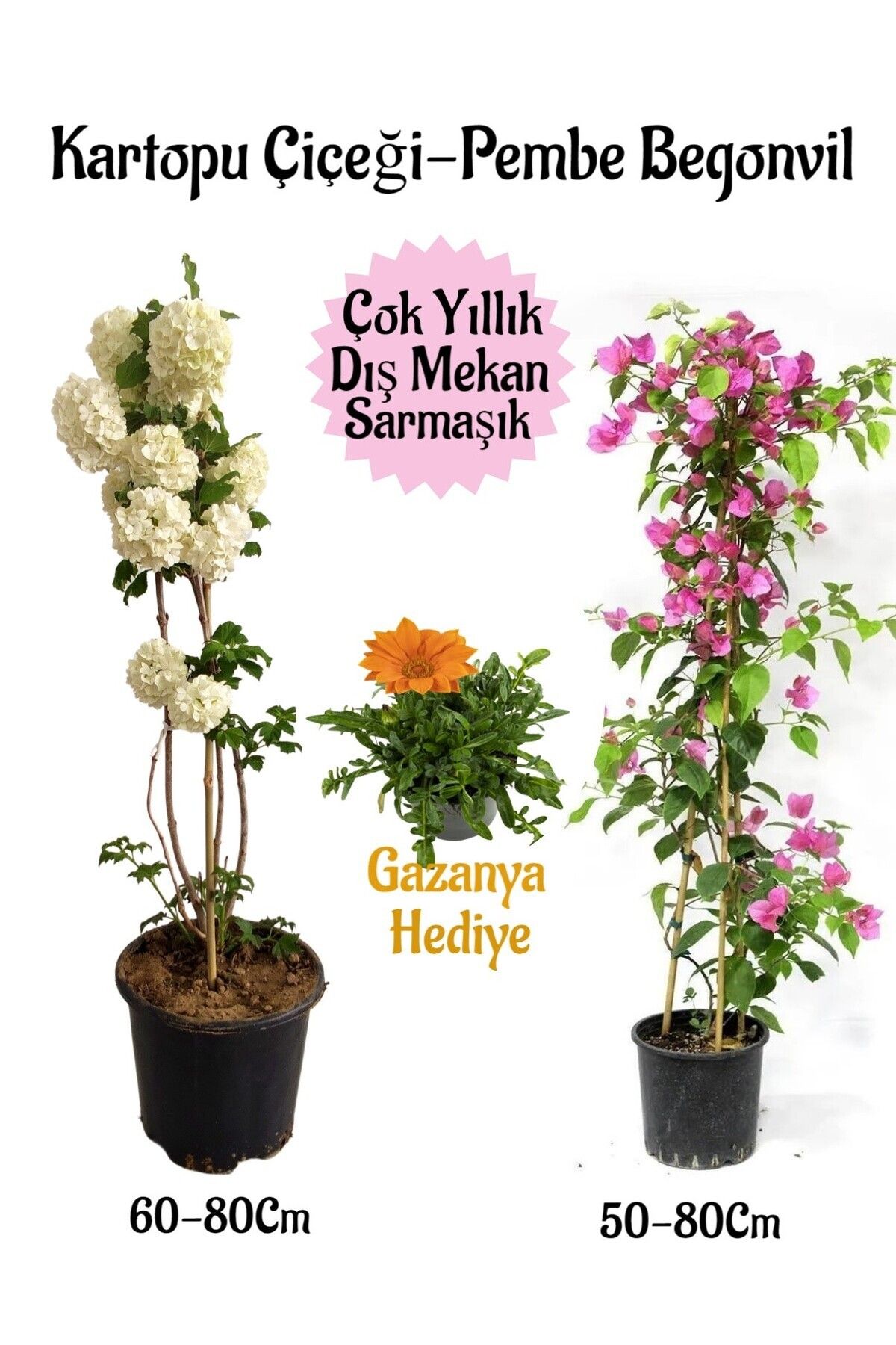 Gardenbox Çok Avantajlı Kartopu Çiçeği 1 ADET +Pembe Begonvil 1 ADET+Turuncu Gazanya