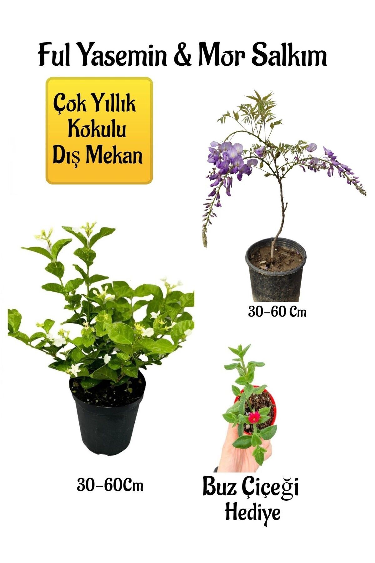 Gardenbox Çok Avantajlı Kokulu Ful Yasemin Çiçeği+Mor Salkım Ağacı Fidanı Buz Çiçeği Hediyeli Peyzaj Seti