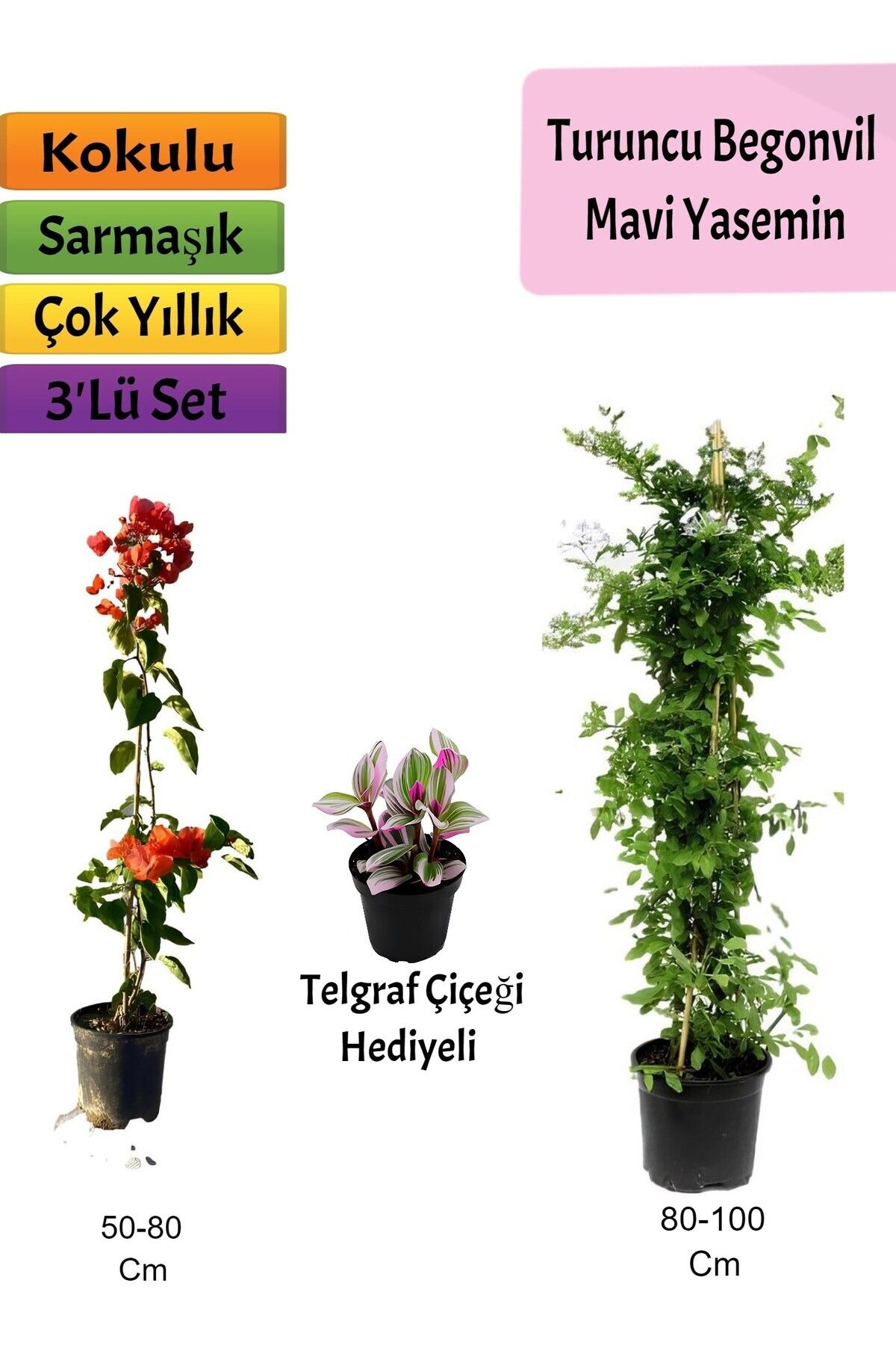 Gardenbox Çok Avantajlı Mavi Yasemin+ Turuncu Begonvil+ Telgraf Hediyeli