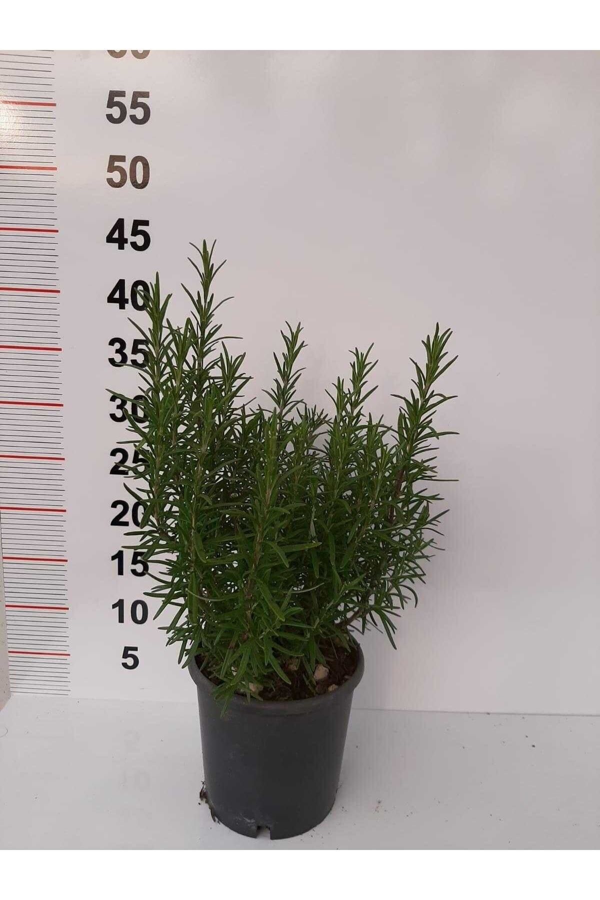 Bitkim Sende Biberiye Fidanı 20cm-40cm