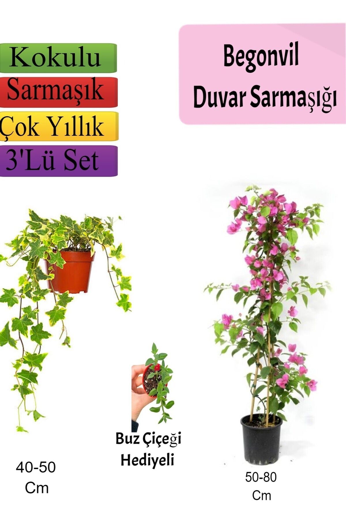 Bitkim Sende Çok Avantajlı Amerikan Duvar Sarmaşığı+ Pembe Begonvil+ BuzÇiçeği Hediyeli