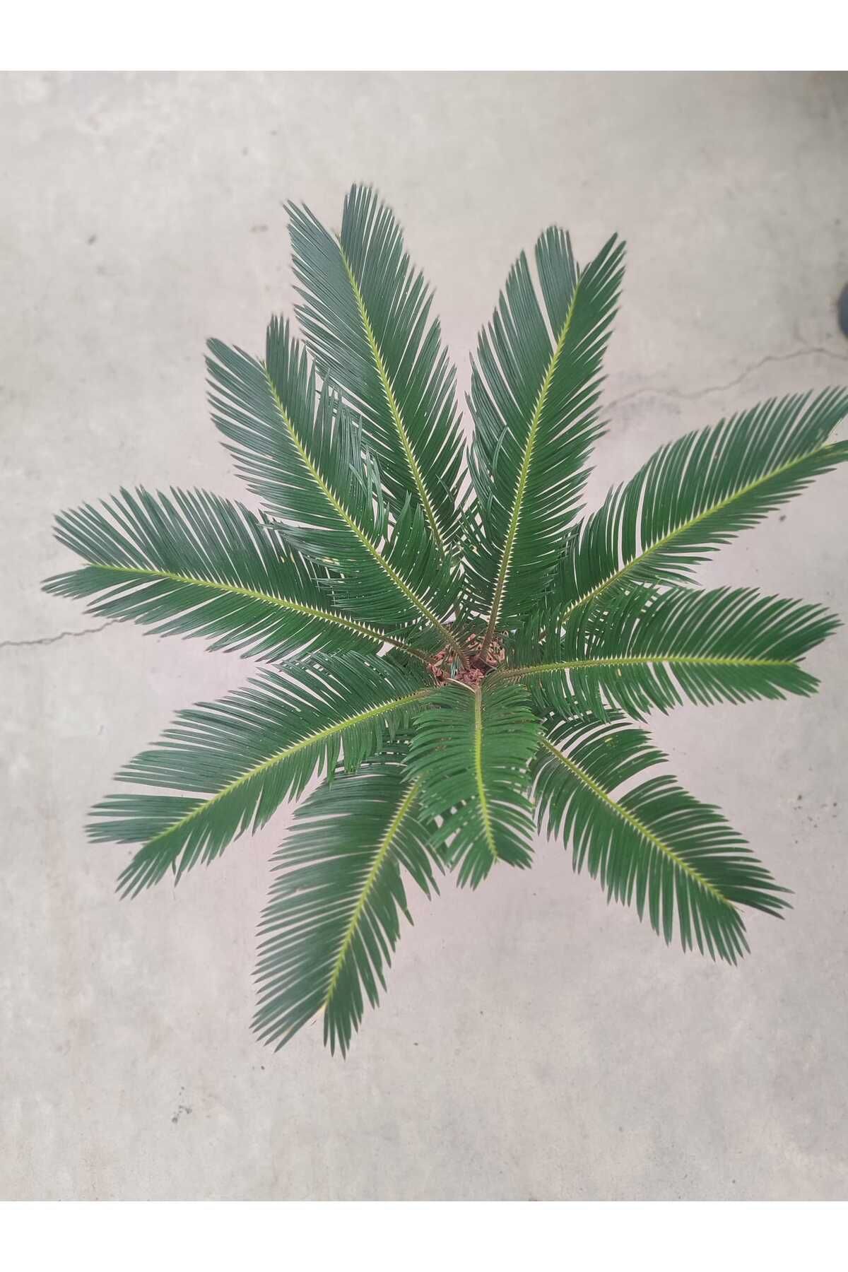 Herb Japon Sago Palmiyesi (Cycas revoluta)