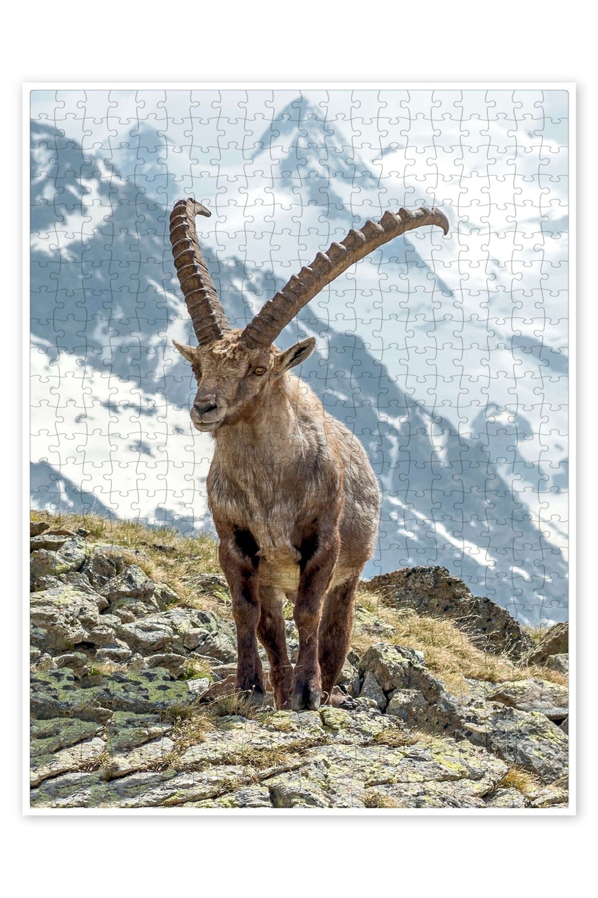 Jeronkarji Alpine Ibex I 500 Parça Puzzle Yapboz Kedi Köpek Temalı Doğa ve Orman Hayvanları