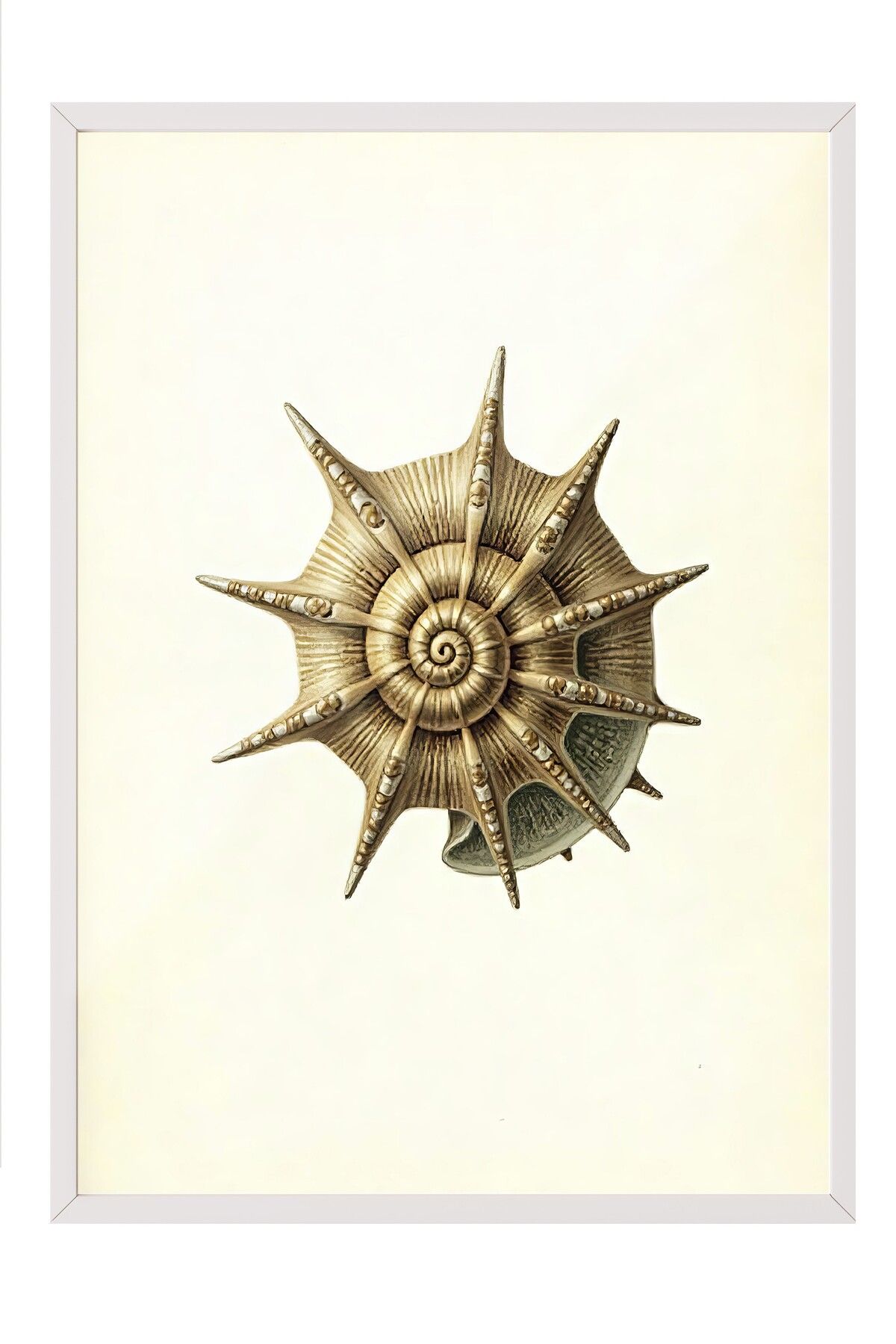 Postifull Beyaz Çerçeveli Poster, Deniz Kabuğu, İllüstrasyon, Kahverengi Renk Poster, 2025 Yaz Seçkisi, NO:109