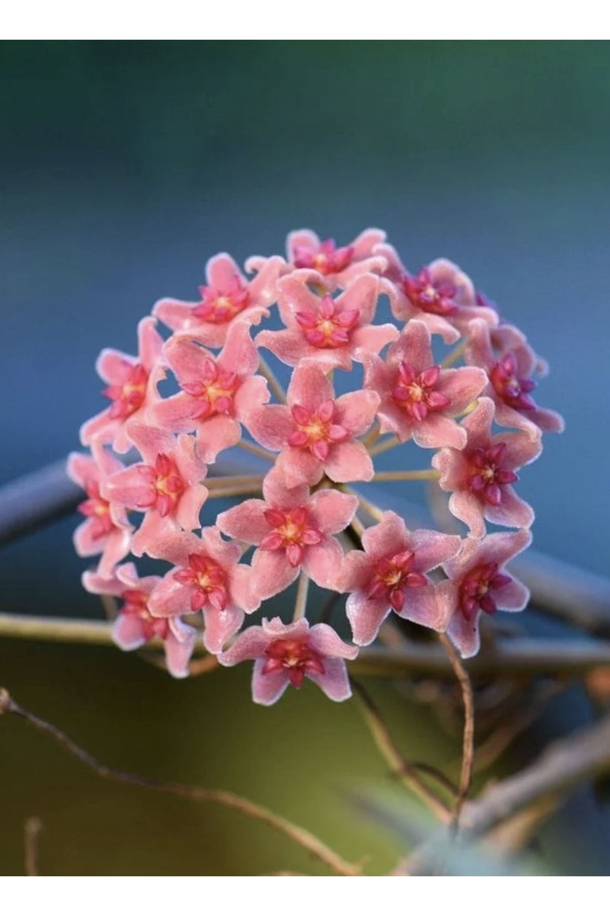 PLANT Hoya Camphorifolia Mum Çiçeği