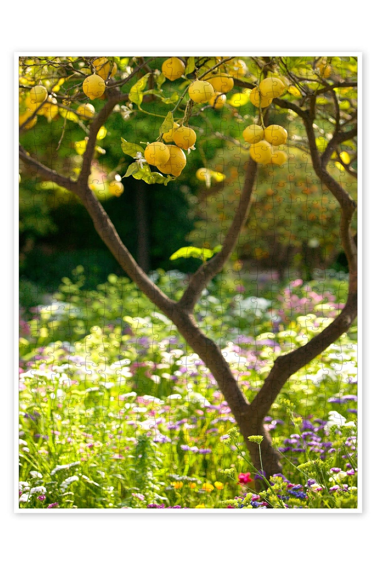 Jeronkarji Limon Ağacı, Taormina, Sicilya 500 Parça Puzzle Yapboz Mutfak Temalı Yetişkinler için
