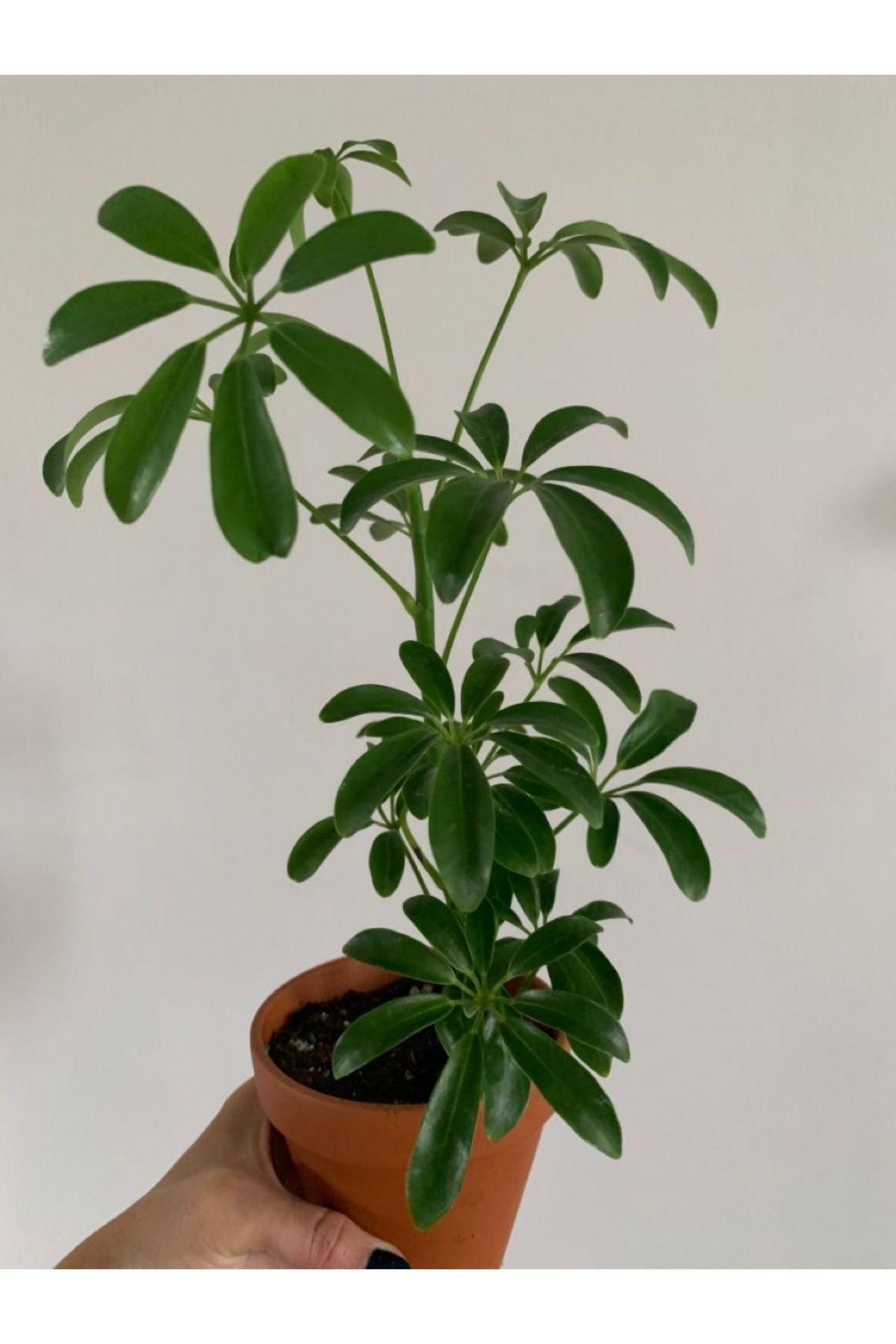 Su Plant Şeflera bitkisi beş parmak bitkisi one size