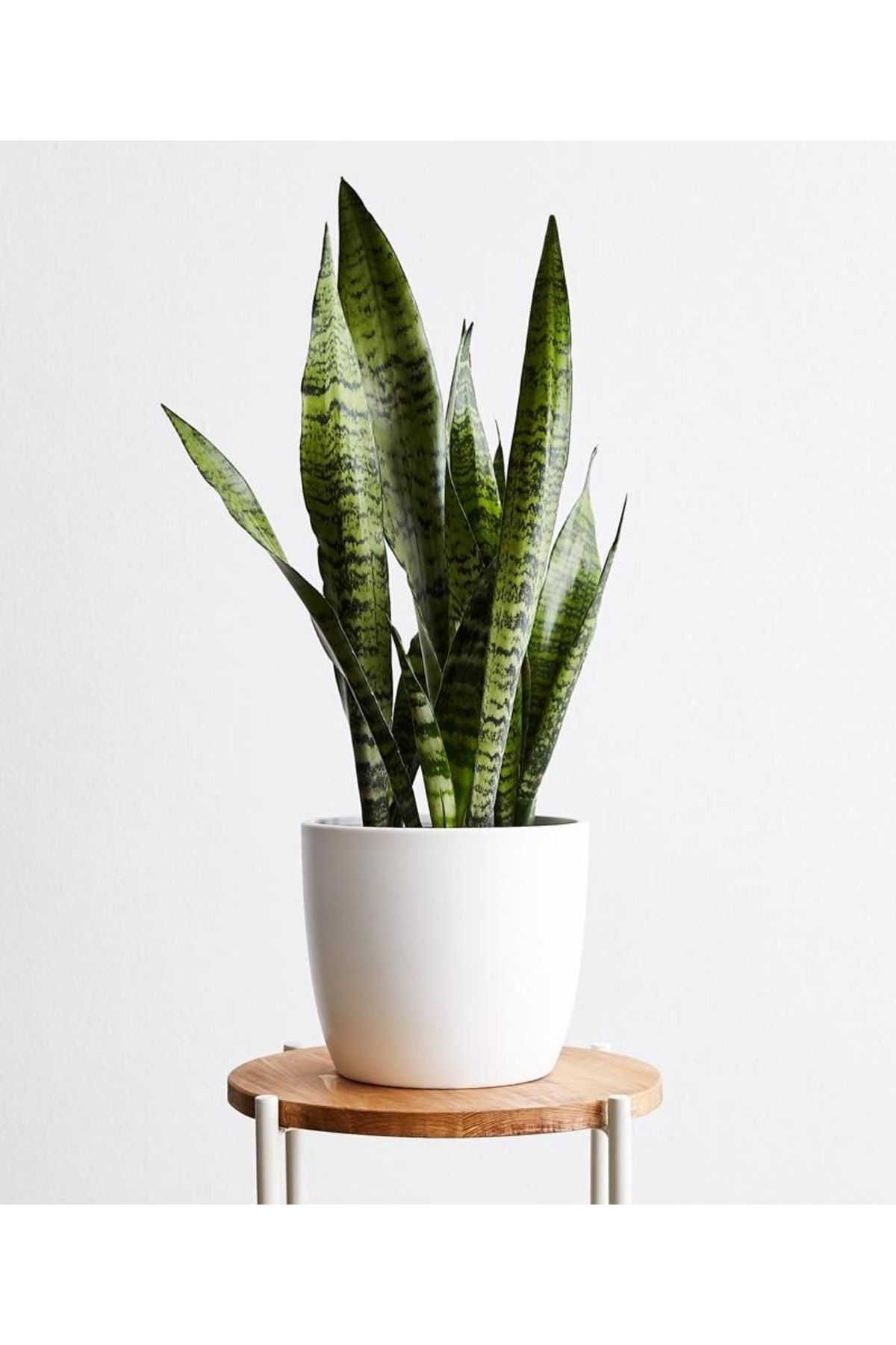 Su Plant Sanseveria kılıç paşa kılıcı