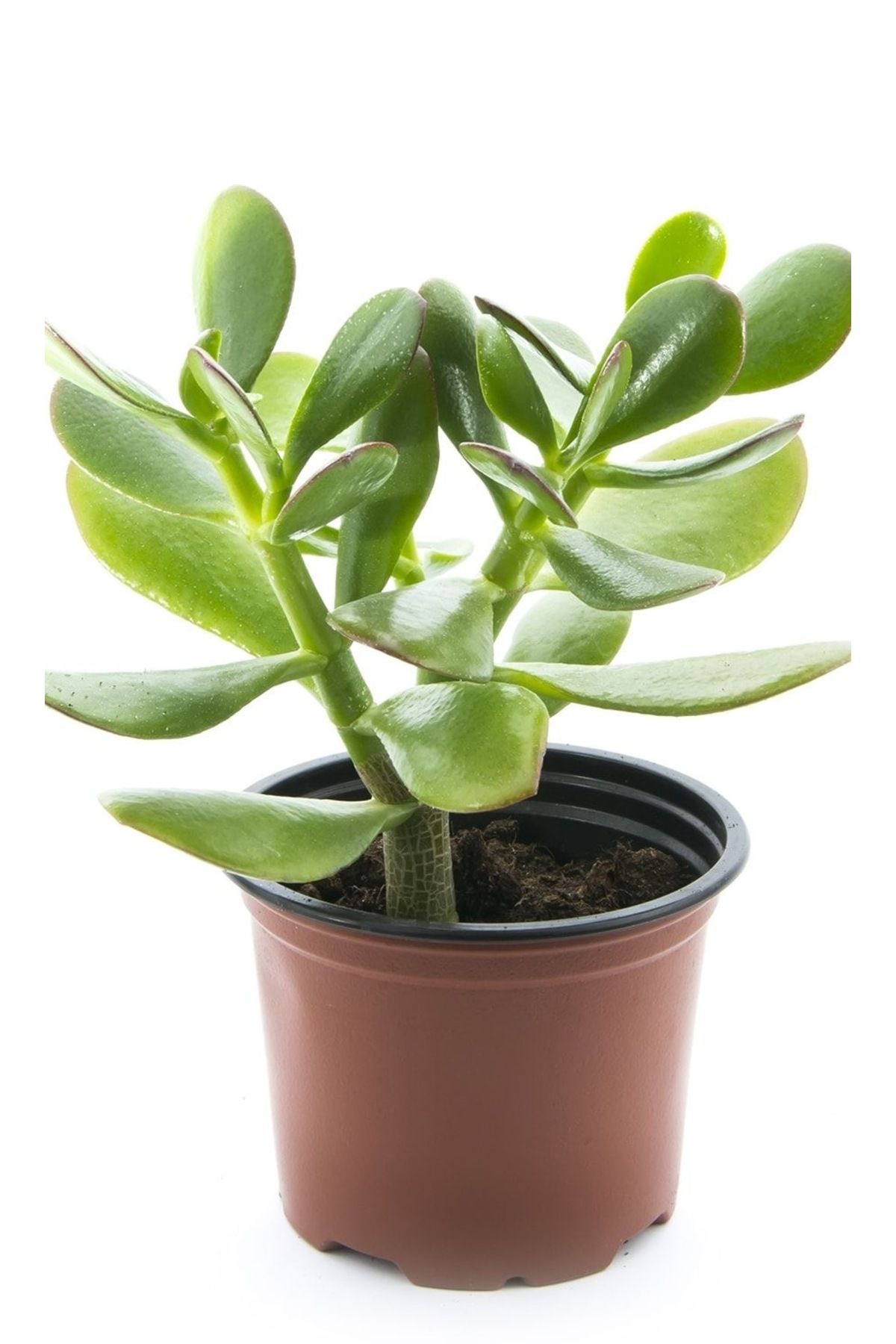 Su Plant Bonsai crassula ovata para ağacı