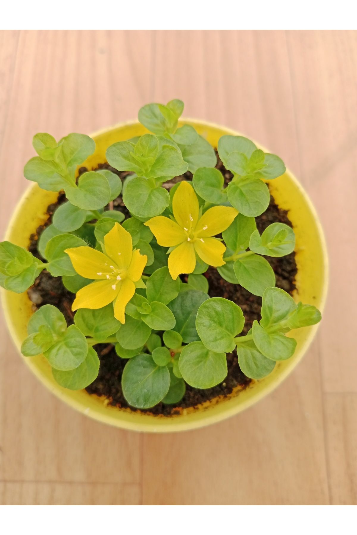Ravza Çiçekçilik Sarıkız Çiçeği Sarkan Bitki Ev Ofis Salon İçin Lysimachia nummularia