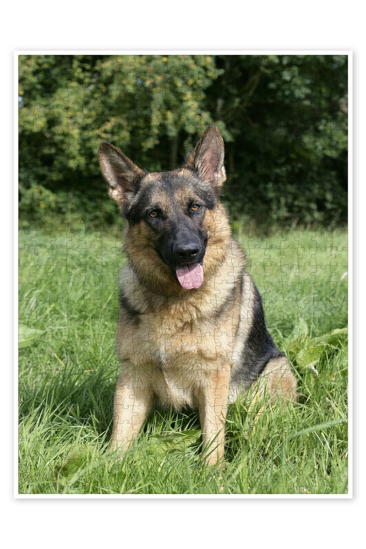 Jeronkarji Alman Çoban Köpeği 500 Parça Puzzle Yapboz Kedi Köpek Temalı Doğa ve Orman Hayvanları
