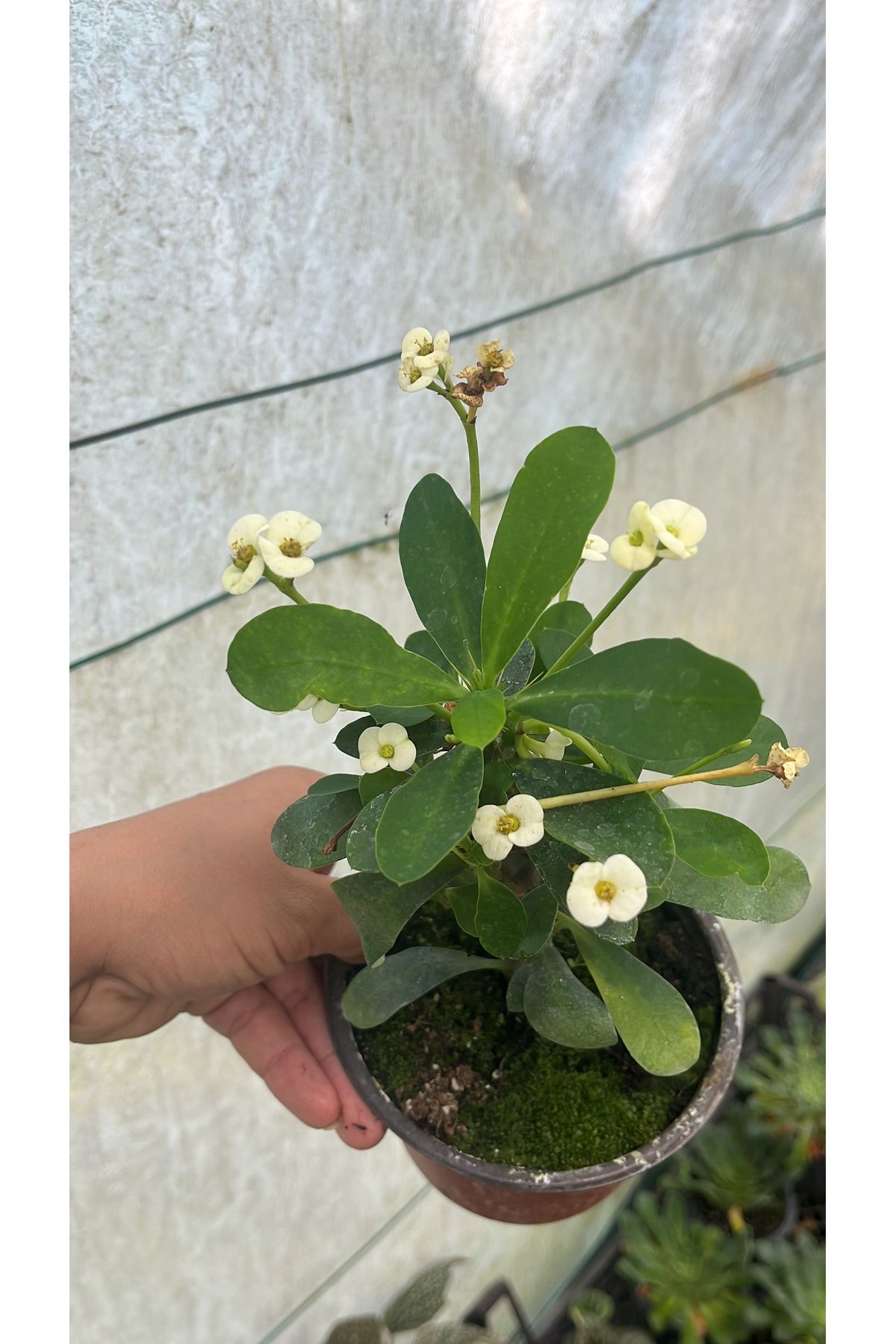 nazlı çiçekçilik Dikenler Tacı Beyaz Euphorbia Milii