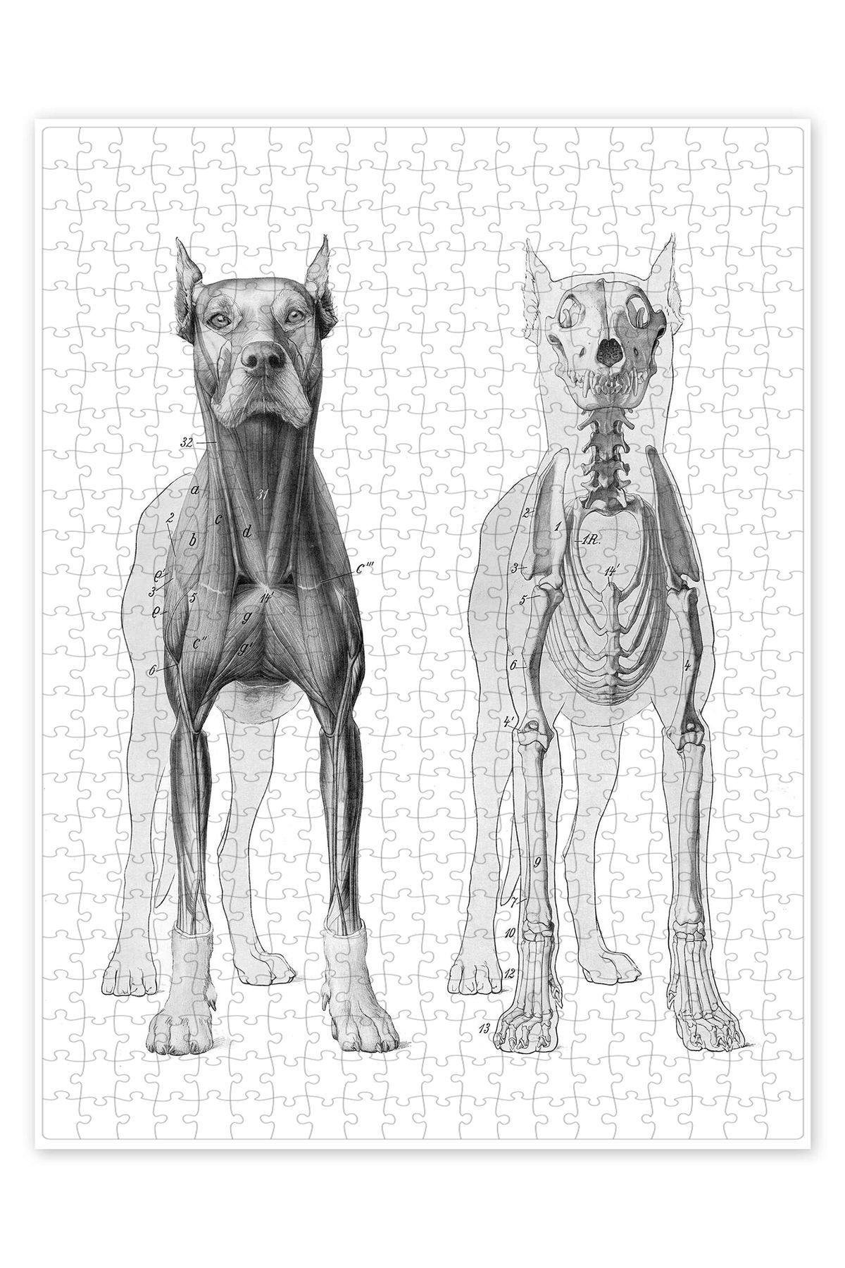 Jeronkarji Köpek anatomisi 500 Parça Puzzle Yapboz Kedi Köpek Temalı Doğa ve Orman Hayvanları