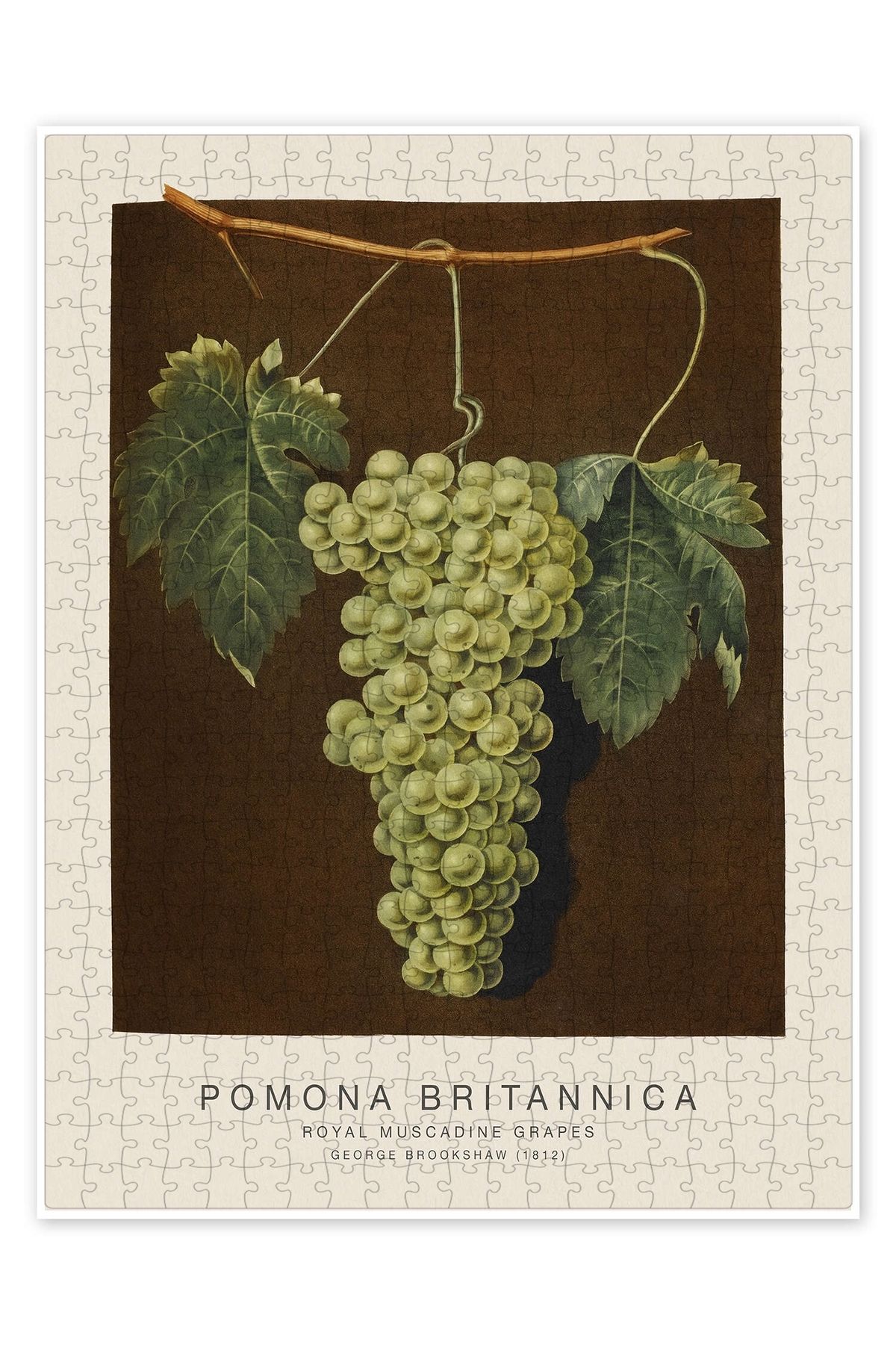 Jeronkarji Pomona Britannica - Royal Muscadine Üzümleri 500 Parça Puzzle Yapboz Mutfak Temalı Yetişkinler için