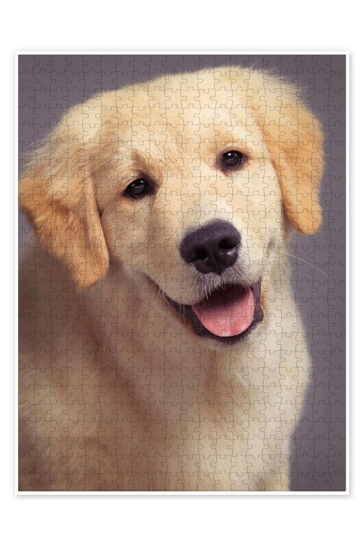 Jeronkarji Golden Retriever yavrusu 500 Parça Puzzle Yapboz Kedi Köpek Temalı Doğa ve Orman Hayvanları