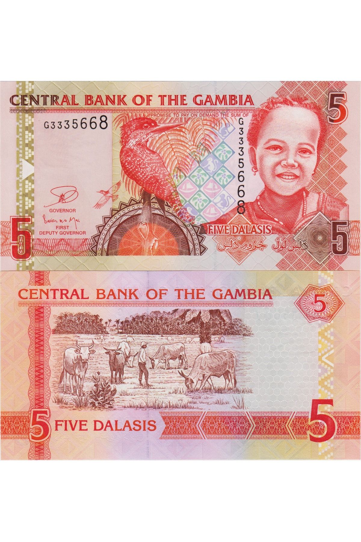 Banknoting GAMBİYA 5 DALASİ 2013 DEV YALIÇAPKINI - OTLAYAN İNEKLER TEMALI. ÇİL KONDİSYON.