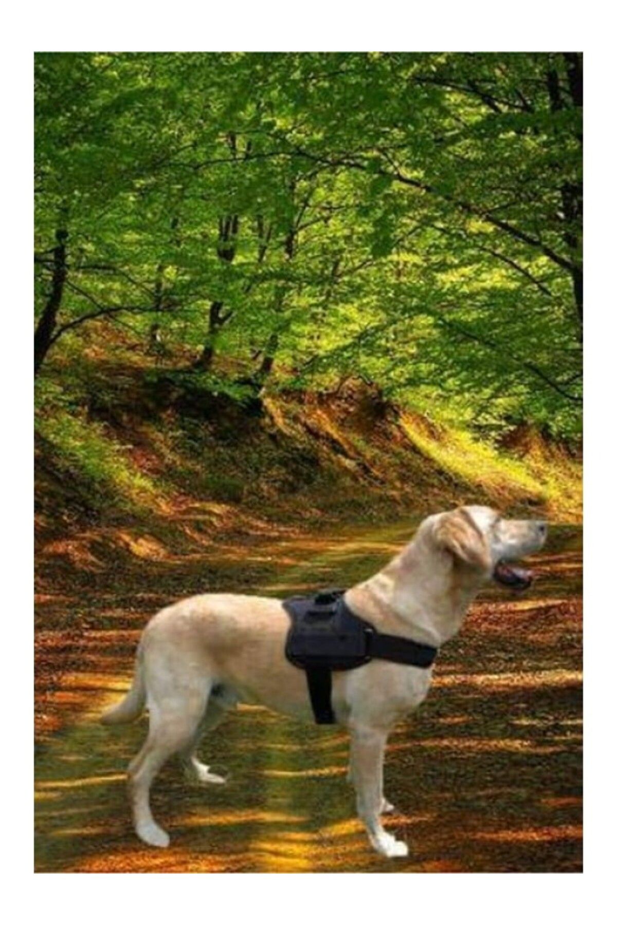 ShopZum Bypet Köpek Göğüs Tasması Büyük Irk Köpek Tasması Dog Police K9 Tasma