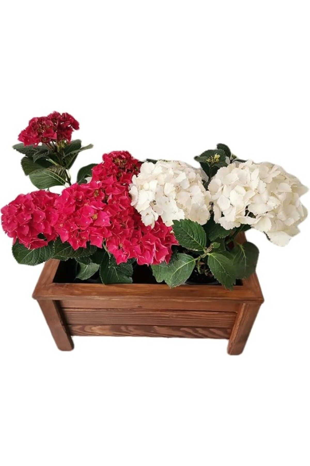 ShopZum Ahşap Saksı Orta Boy 50X30X27