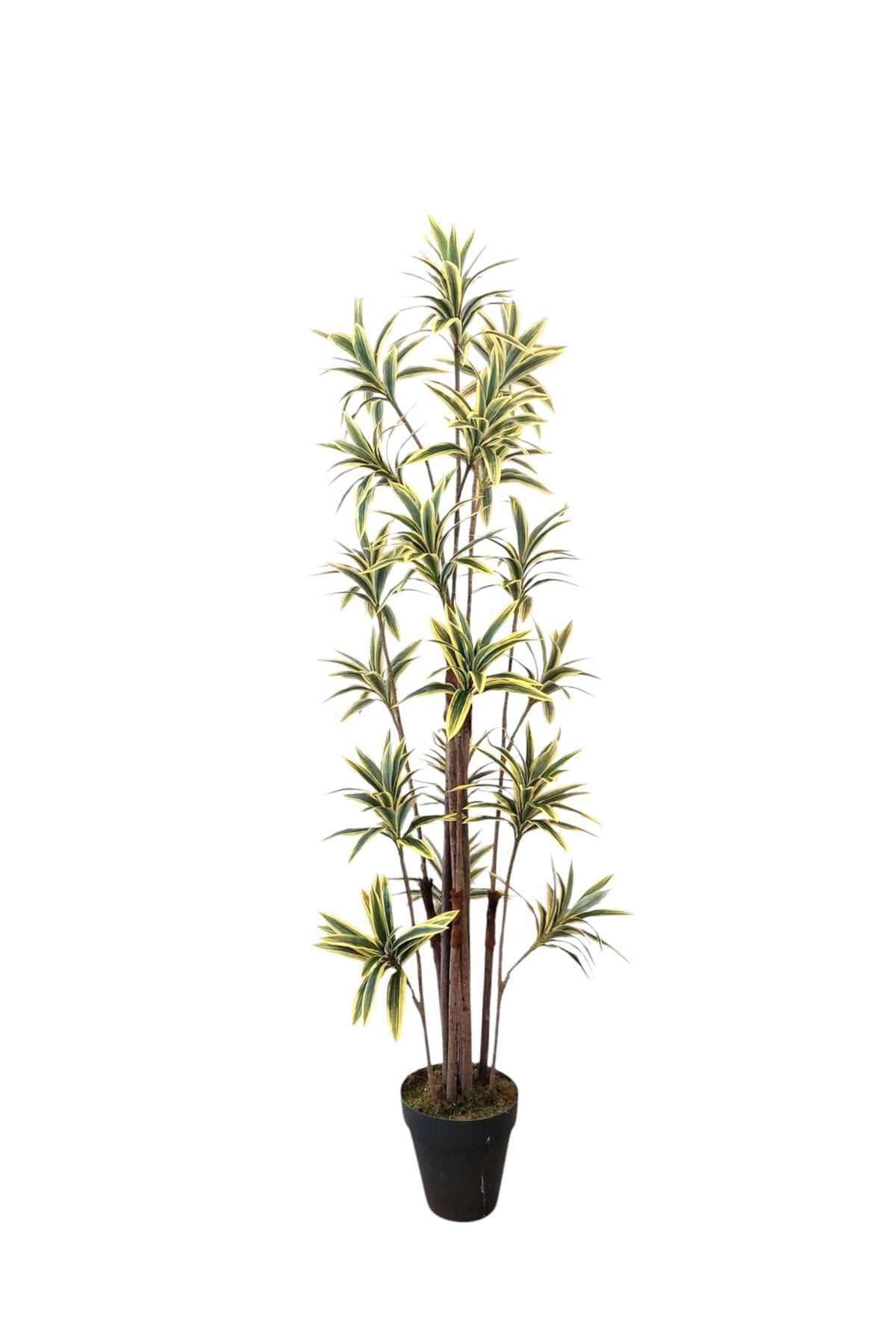 MAKİ DEKOR YAPAY AĞAÇ DRESİNA 180 CM 18 DALLI