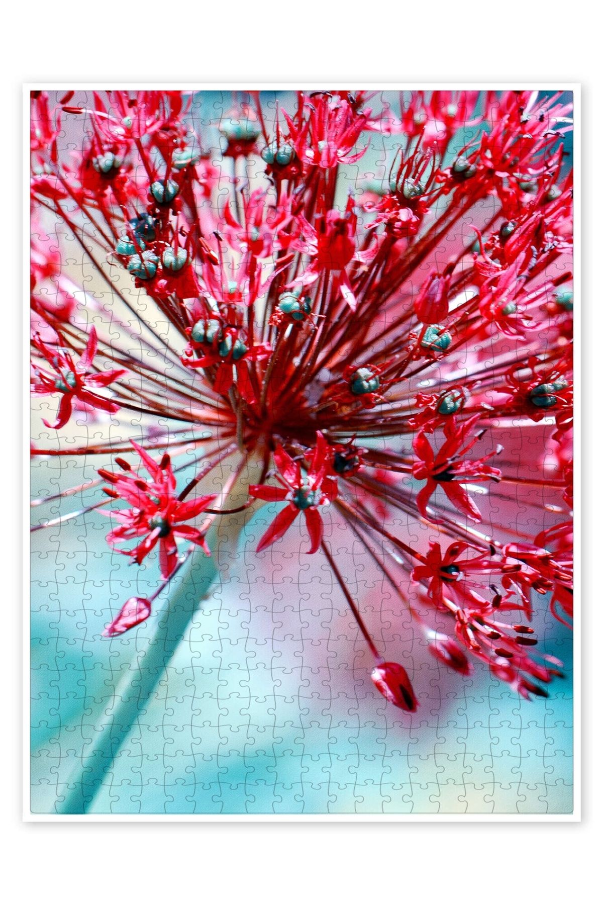 Jeronkarji Allium pembe 500 Parça Puzzle Yapboz Mutfak Temalı Yetişkinler için