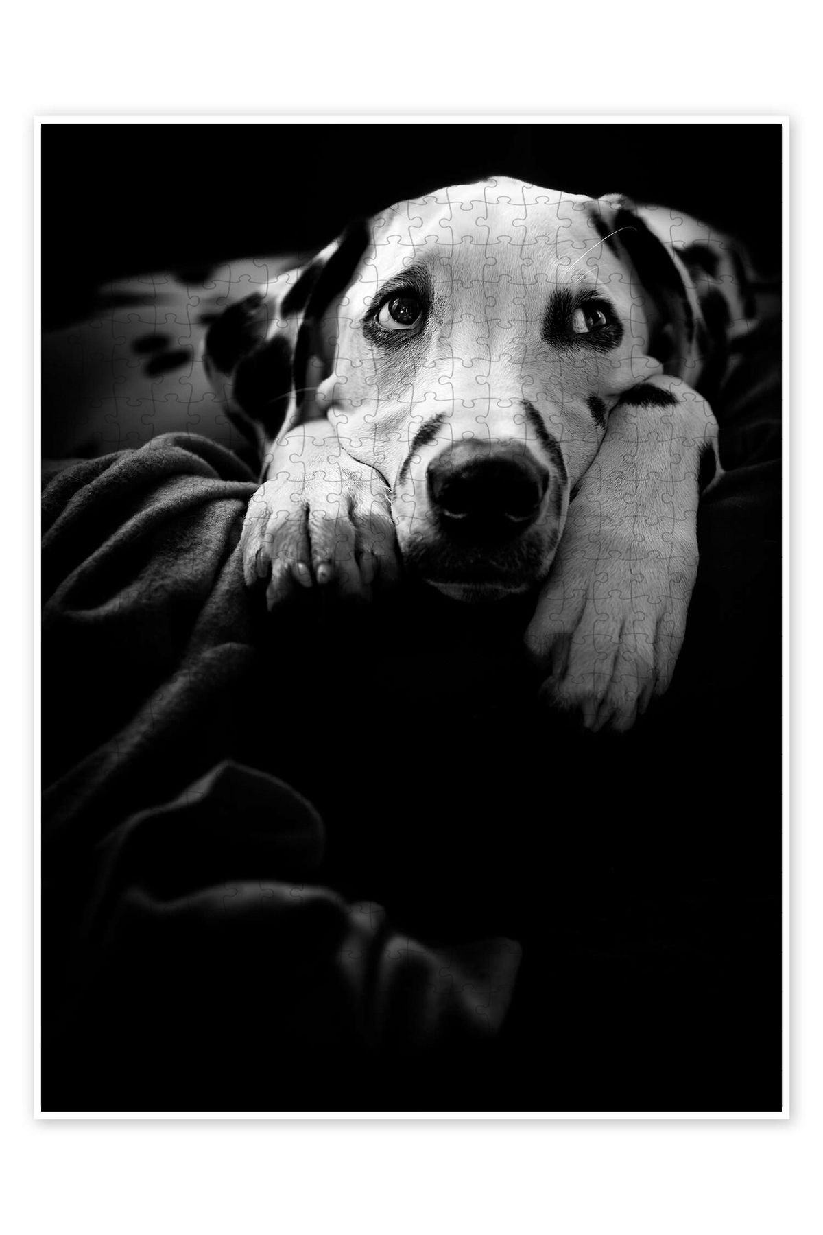 Jeronkarji Hiçbir şey olmuyor 500 Parça Puzzle Yapboz Kedi Köpek Temalı Doğa ve Orman Hayvanları
