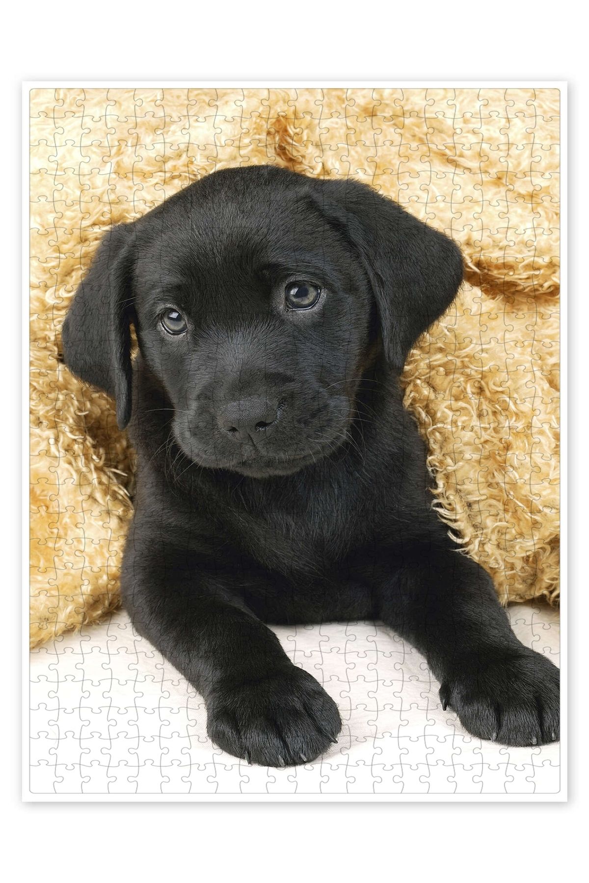 Jeronkarji Siyah labrador yavrusu 500 Parça Puzzle Yapboz Kedi Köpek Temalı Doğa ve Orman Hayvanları