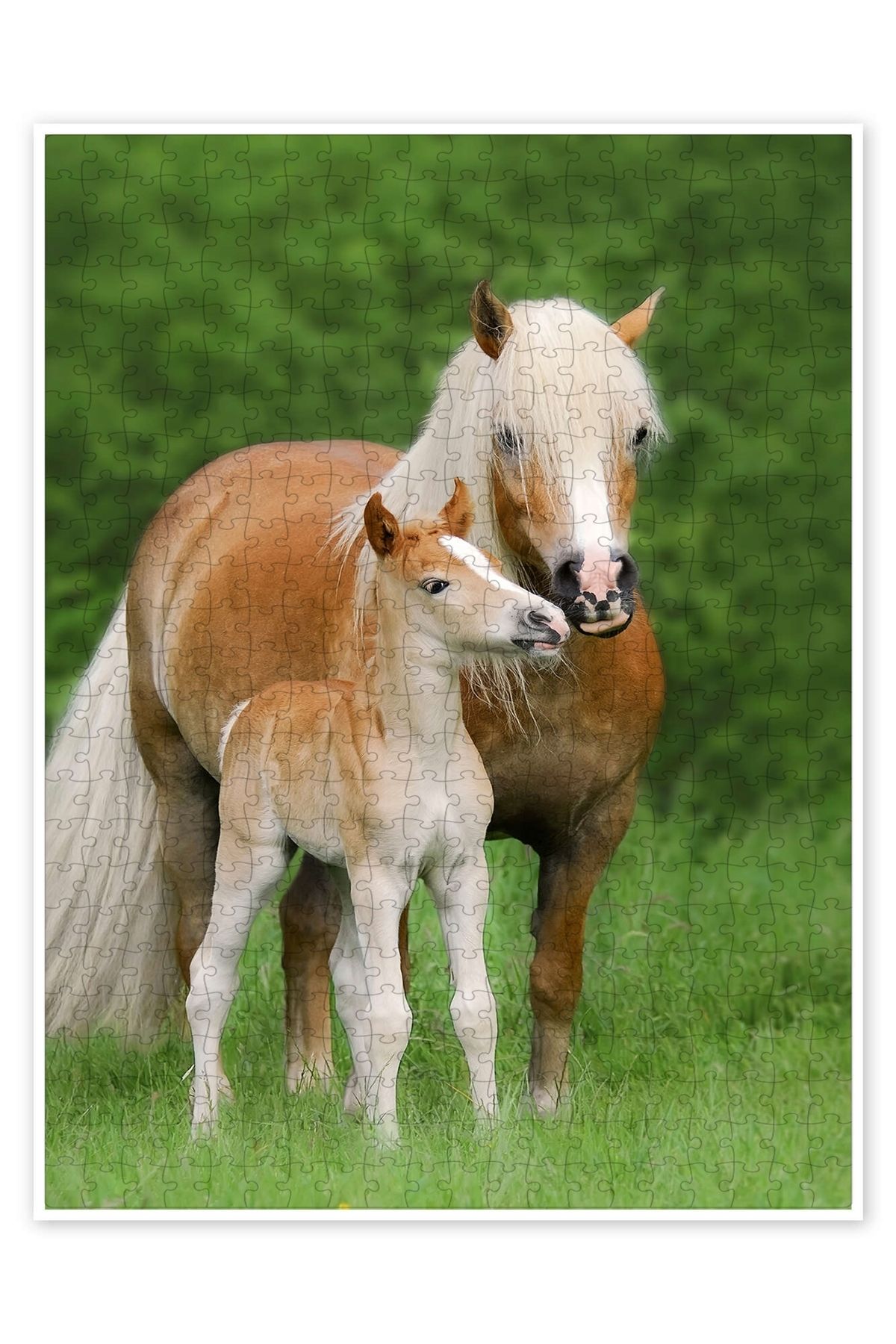 Jeronkarji Haflinger At Tay ve Annesi 500 Parça Puzzle Yapboz Kedi Köpek Temalı Doğa ve Orman Hayvanları