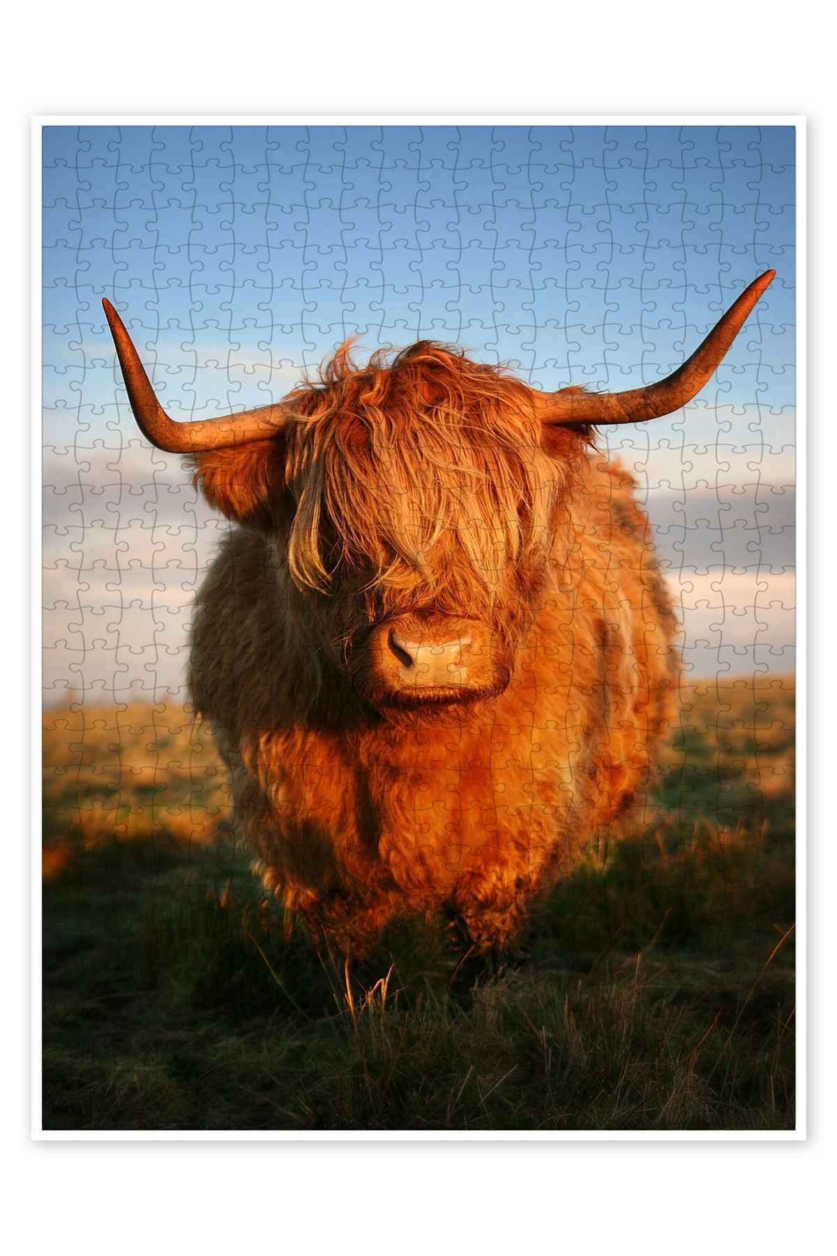 Jeronkarji Highland Sığır 500 Parça Puzzle Yapboz Kedi Köpek Temalı Doğa ve Orman Hayvanları