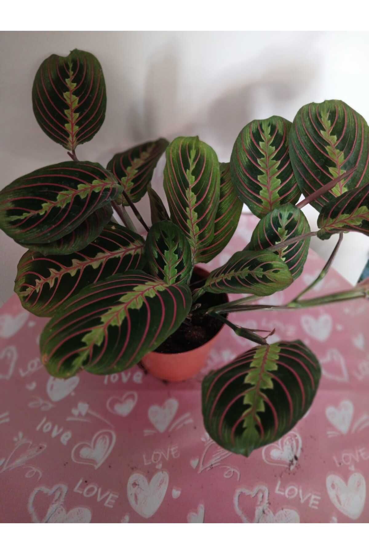 şengülca Maranta Erythroneura, Dua Çiçeği – Canlı Kırmızı Damar, Modern İç Mekan Bitkisi