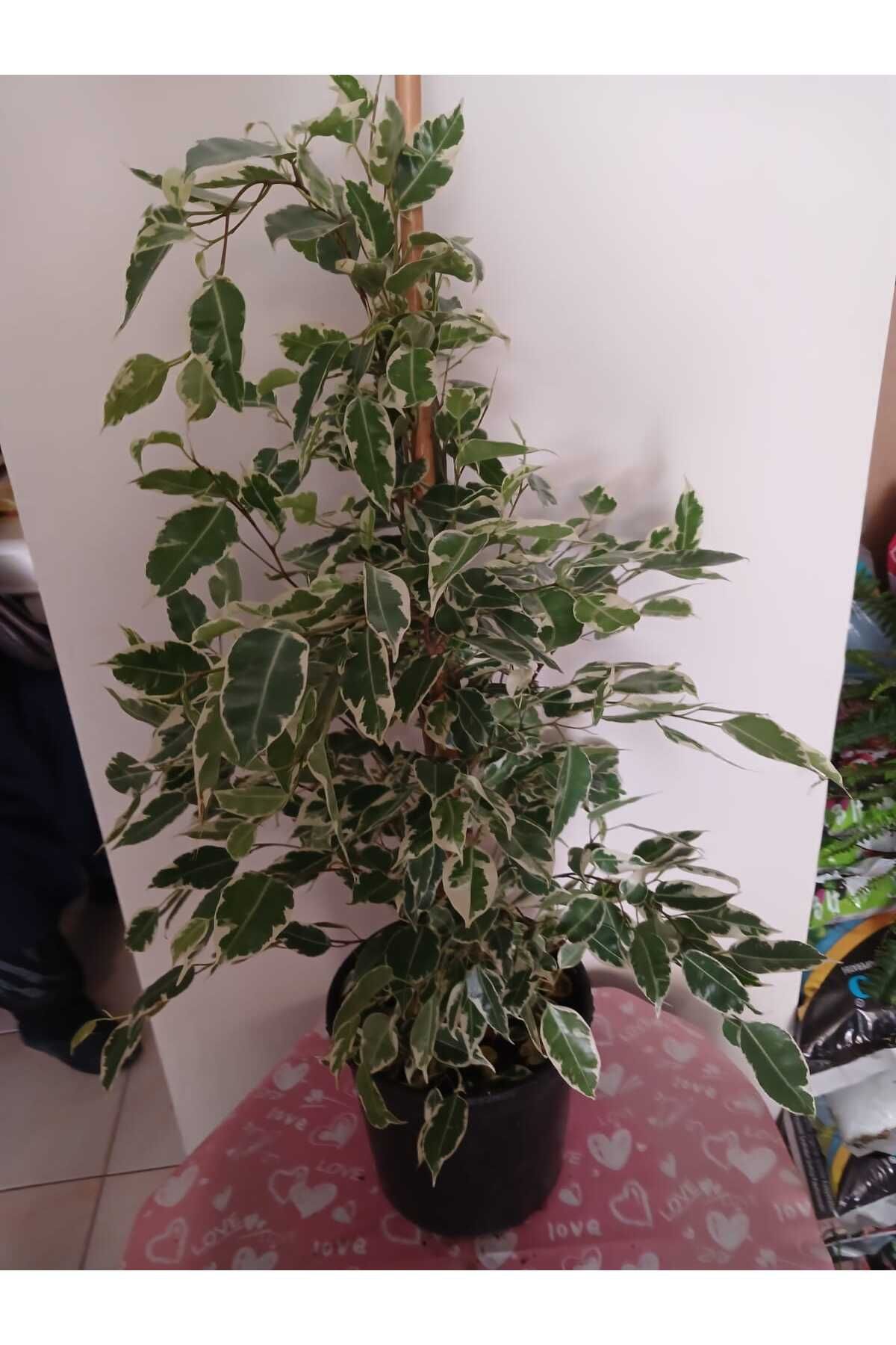 şengülca Ficus Benjamina Benjamin Bitkisi 80 cm – Şık Salon & Ofis Hava Temizleyici
