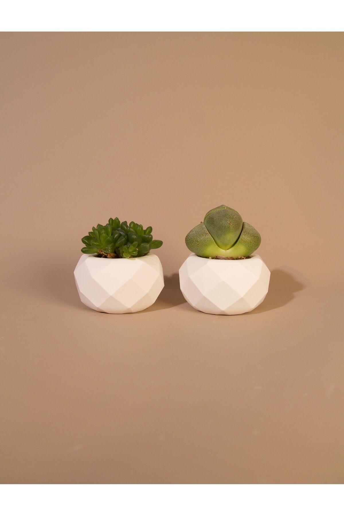 Lea Concept Myora İkili Mini Sukulent Saksı - El Yapımı Beton - Beyaz Renk - Minimal Güzellik