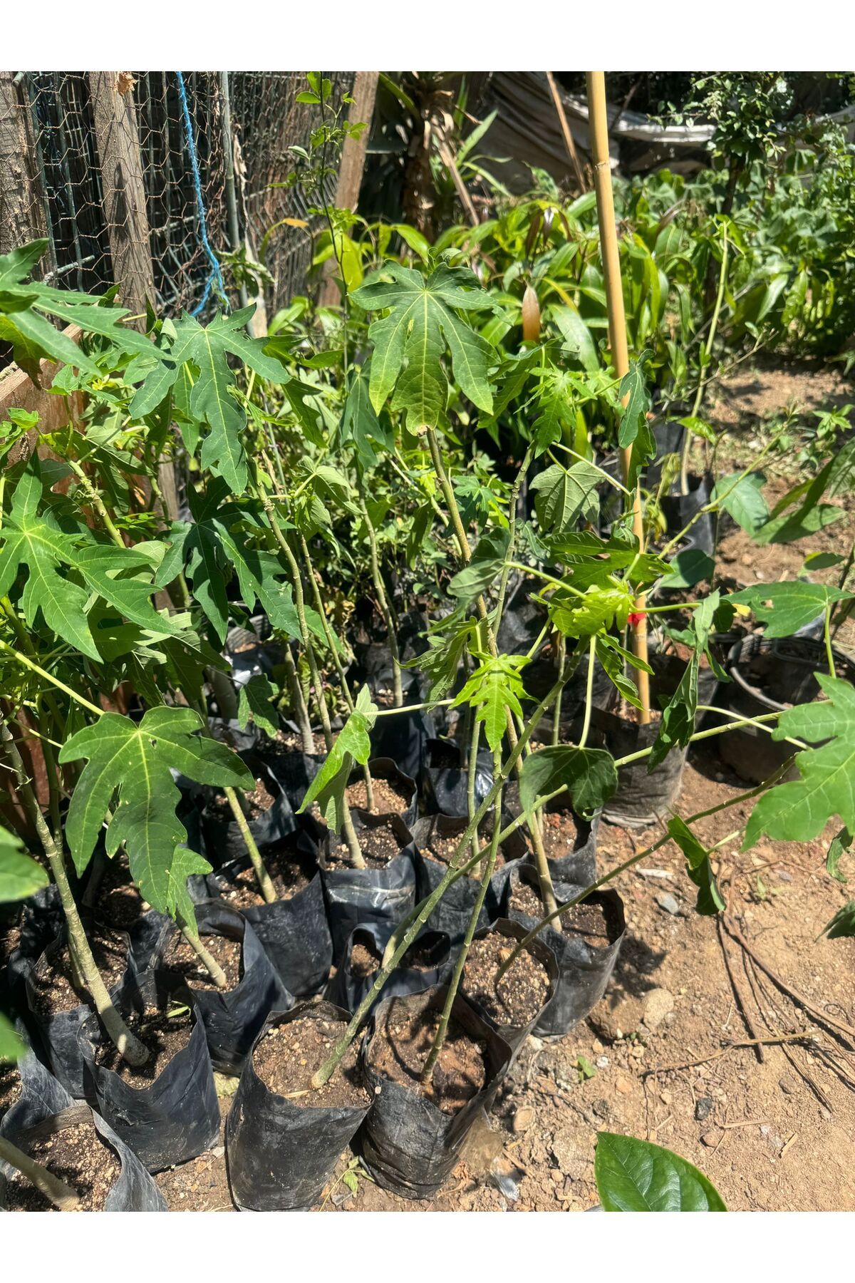ERVA PEYSAJ Bodur Papaya Fidanı Saksıda 100 Cm Üzeri Sınırlı Stok