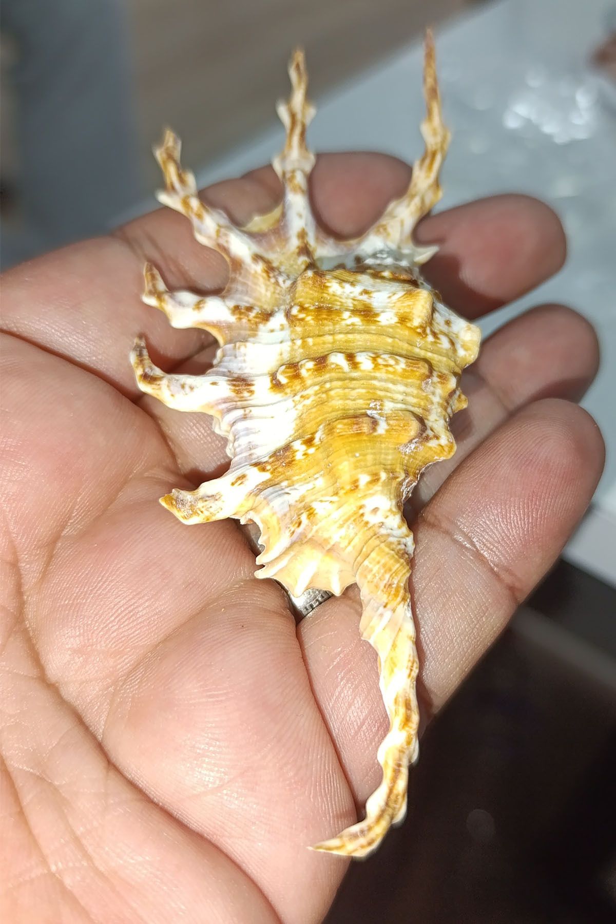 TAŞÇIZADE Lambis Deniz Kabuğu Dikenli