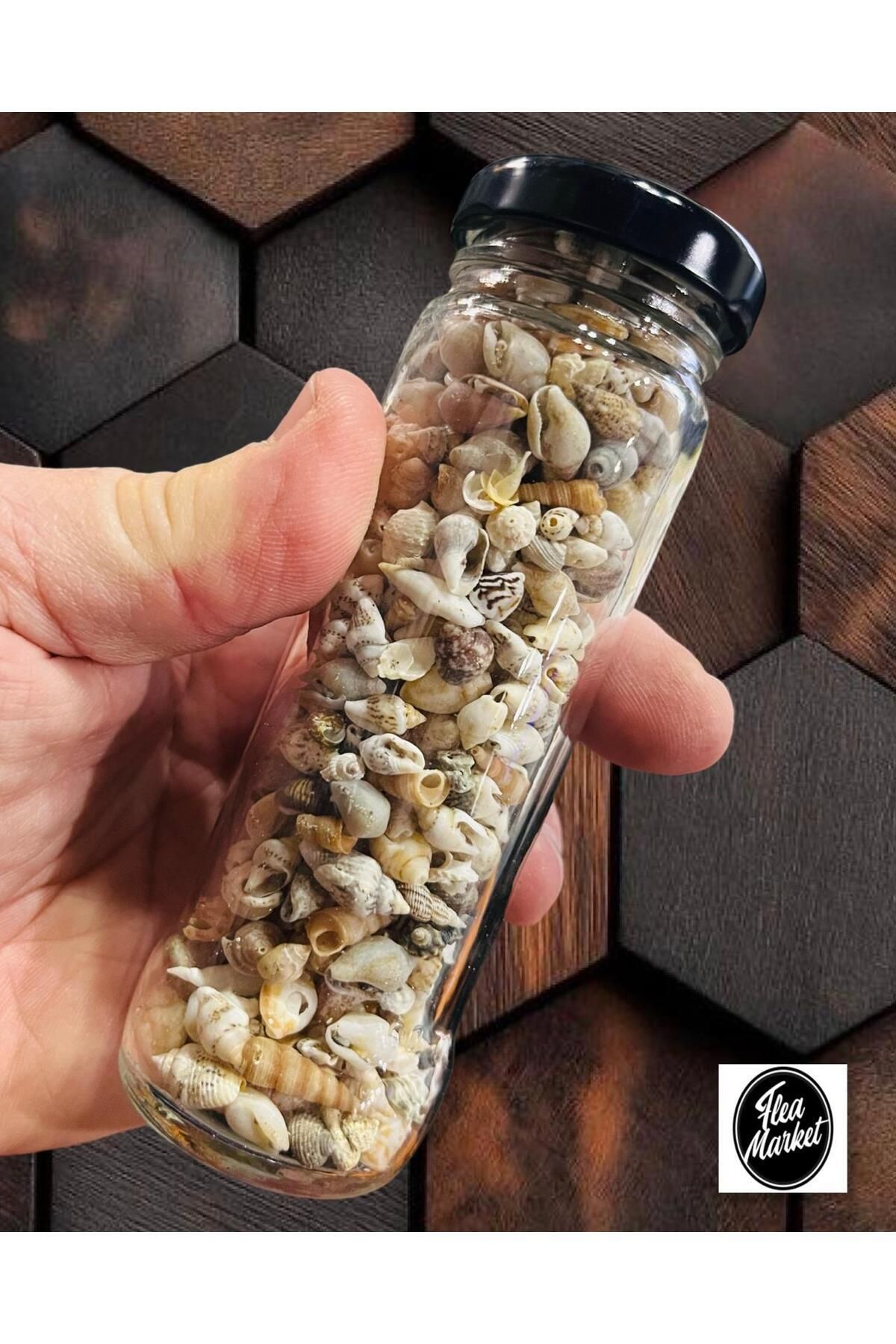 Artdeco-300 Pieces Natural Tiny Seashells - Epoxy Nassa Shell - Without Holes - (Size; 0.40 - 1.6 cm) 1