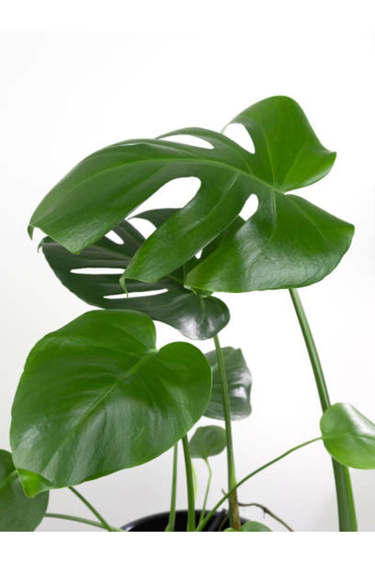 Flora Vadi Monstera Deliciosa Deve Tabanı 40-50 cm
