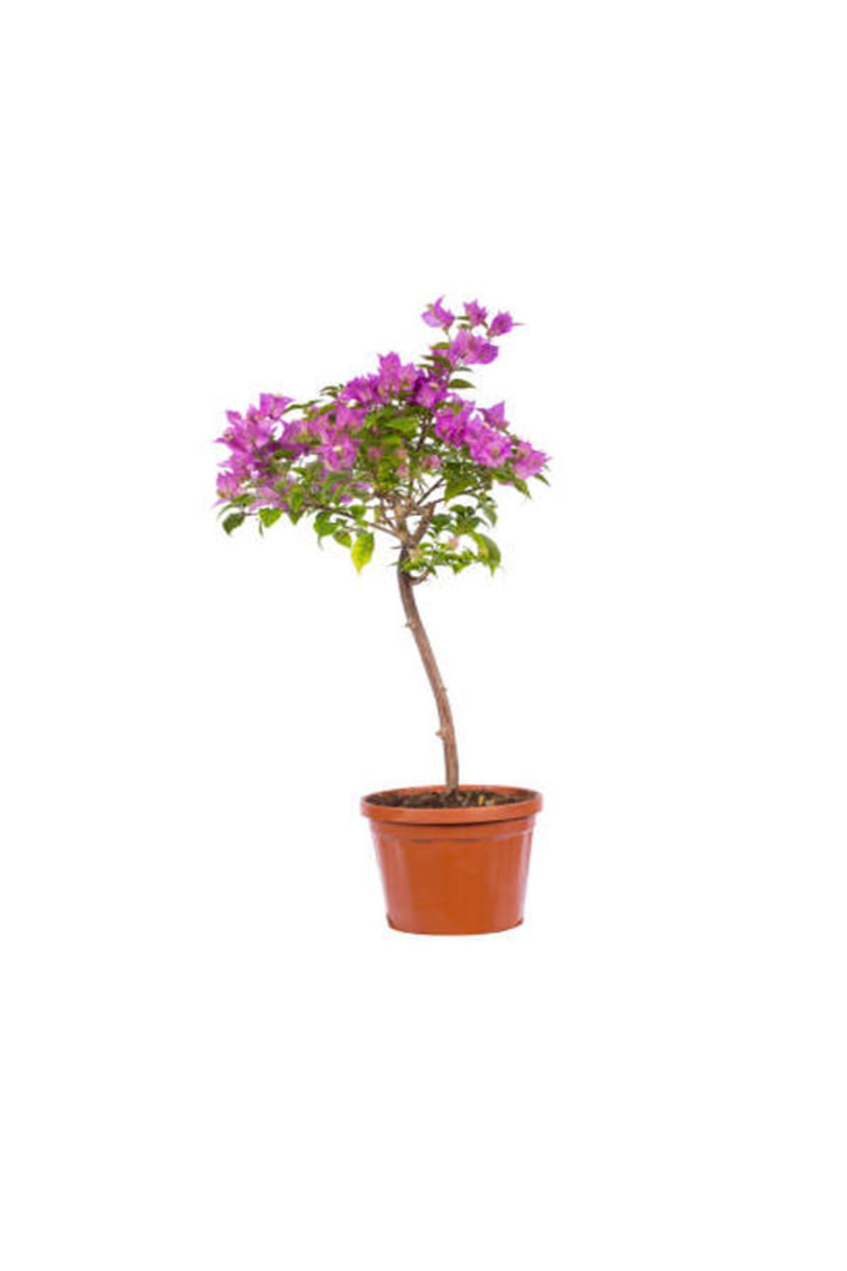 Flora Vadi Mor Renkli Begonvil Çiçeği Saksılı 50-80Cm İç/Dış Mekan Sarmaşık Bitkisi (Bougainvillea)