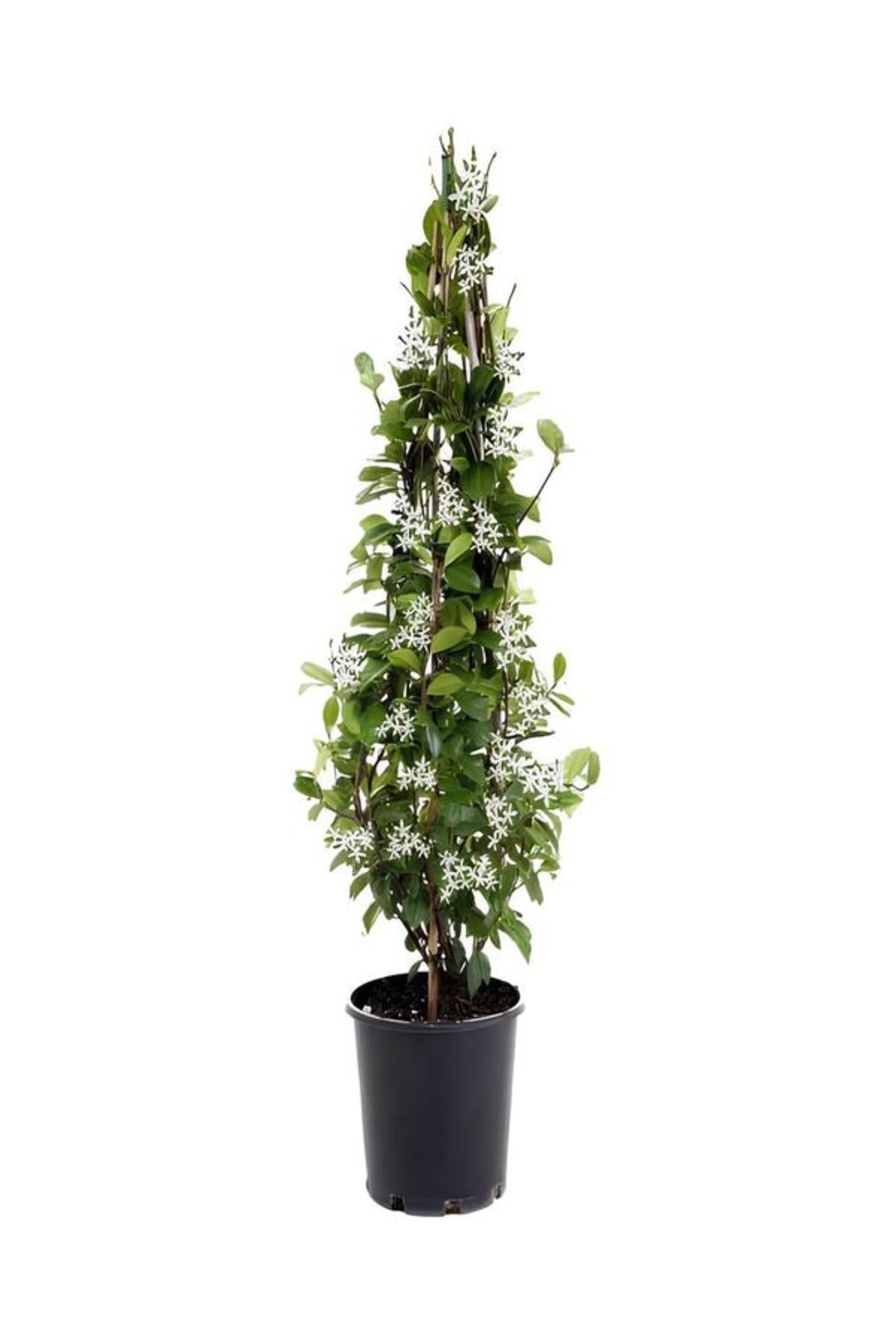 Flora Vadi Muhteşem Kokulu Arap Yasemini Saksılı İç/Dış Mekan Bitkisi (Jasminum)