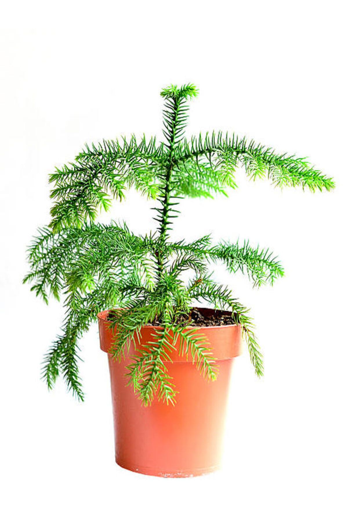 Flora Vadi Salon Çamı Arokarya Araucaria 50 60 cm Ev Bitkisi Ofis Bitkisi Salon Bitkisi Çam Ağacı