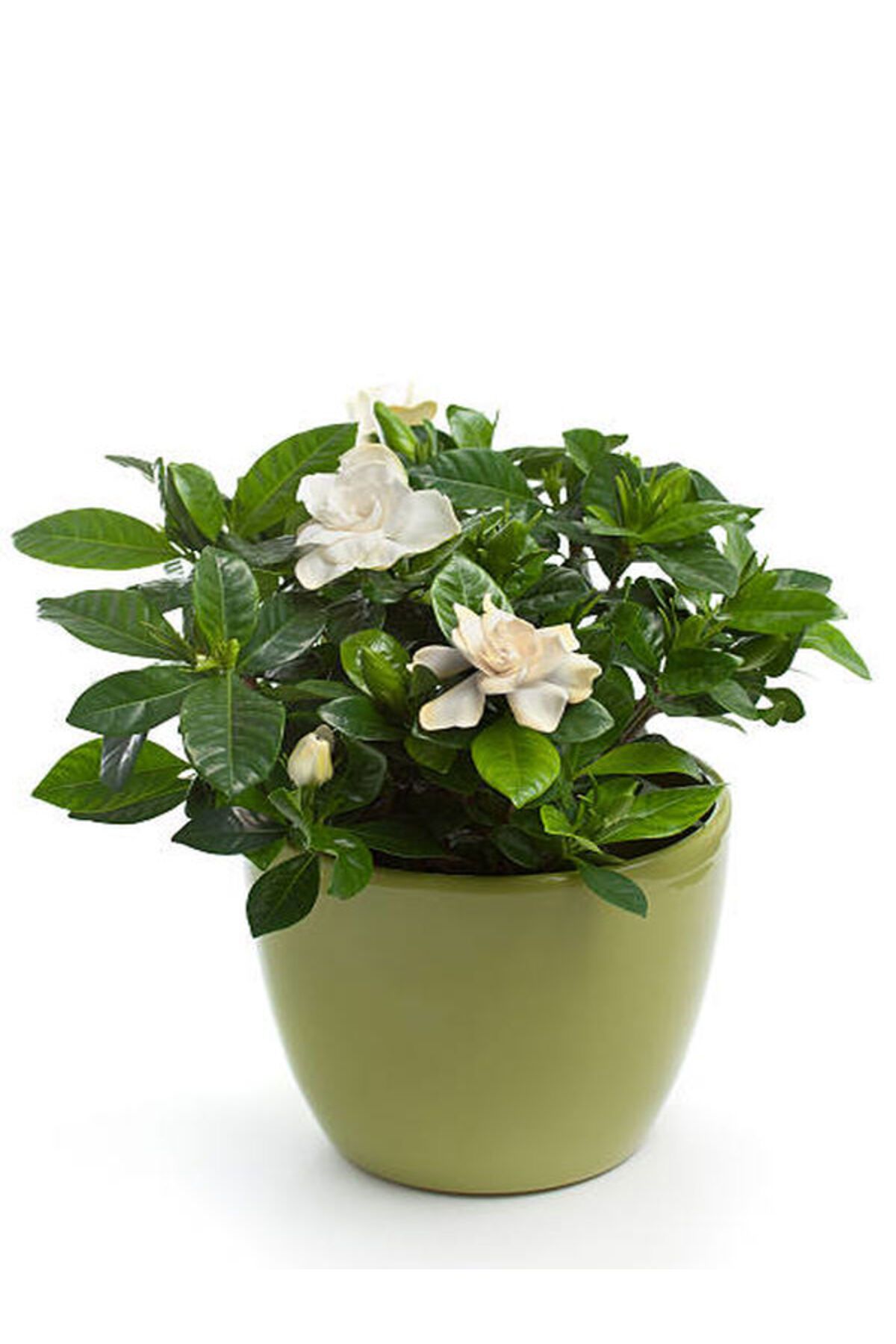Flora Vadi Gardenya Jasminoides Kokulu Gardenya Ev Ve Ofis Bitkisi Dolgun Formlu