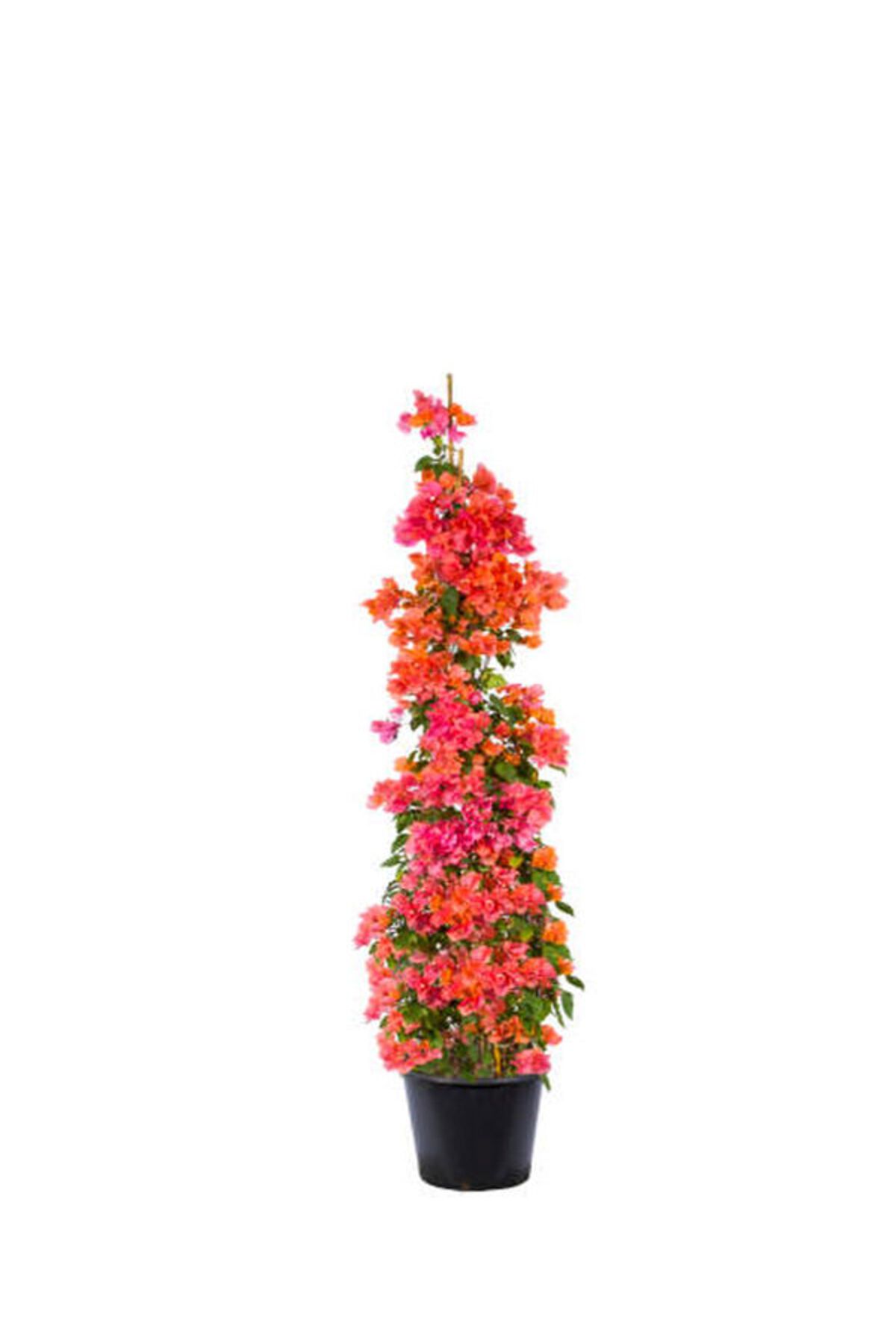 Flora Vadi Turuncu Renkli Begonvil Çiçeği Saksılı 50-80Cm İç/Dış Mekan Bitkisi (Bougainvillea)