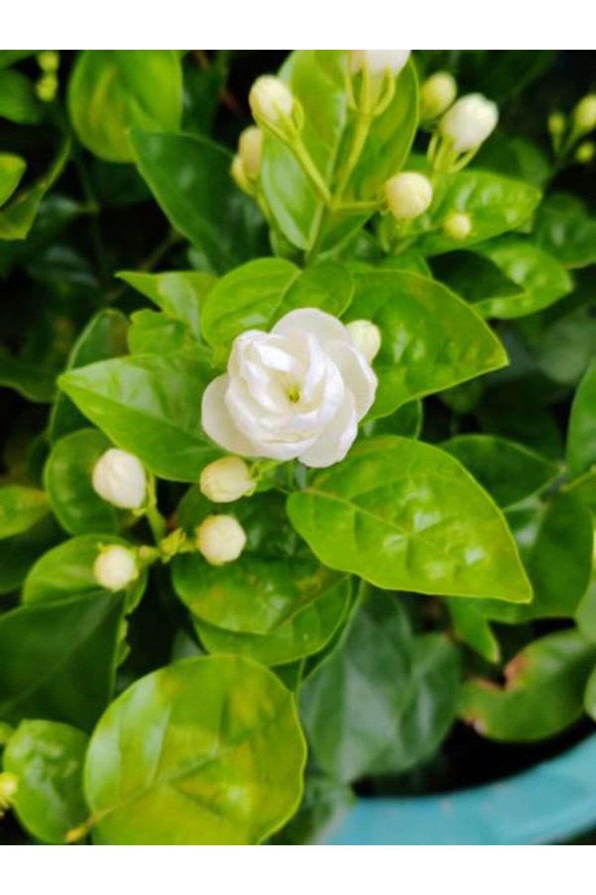 Flora Vadi Muhteşem Kokulu Katmerli Arap Yasemini Saksılı İç/Dış Mekan Bitkisi (Jasminum)