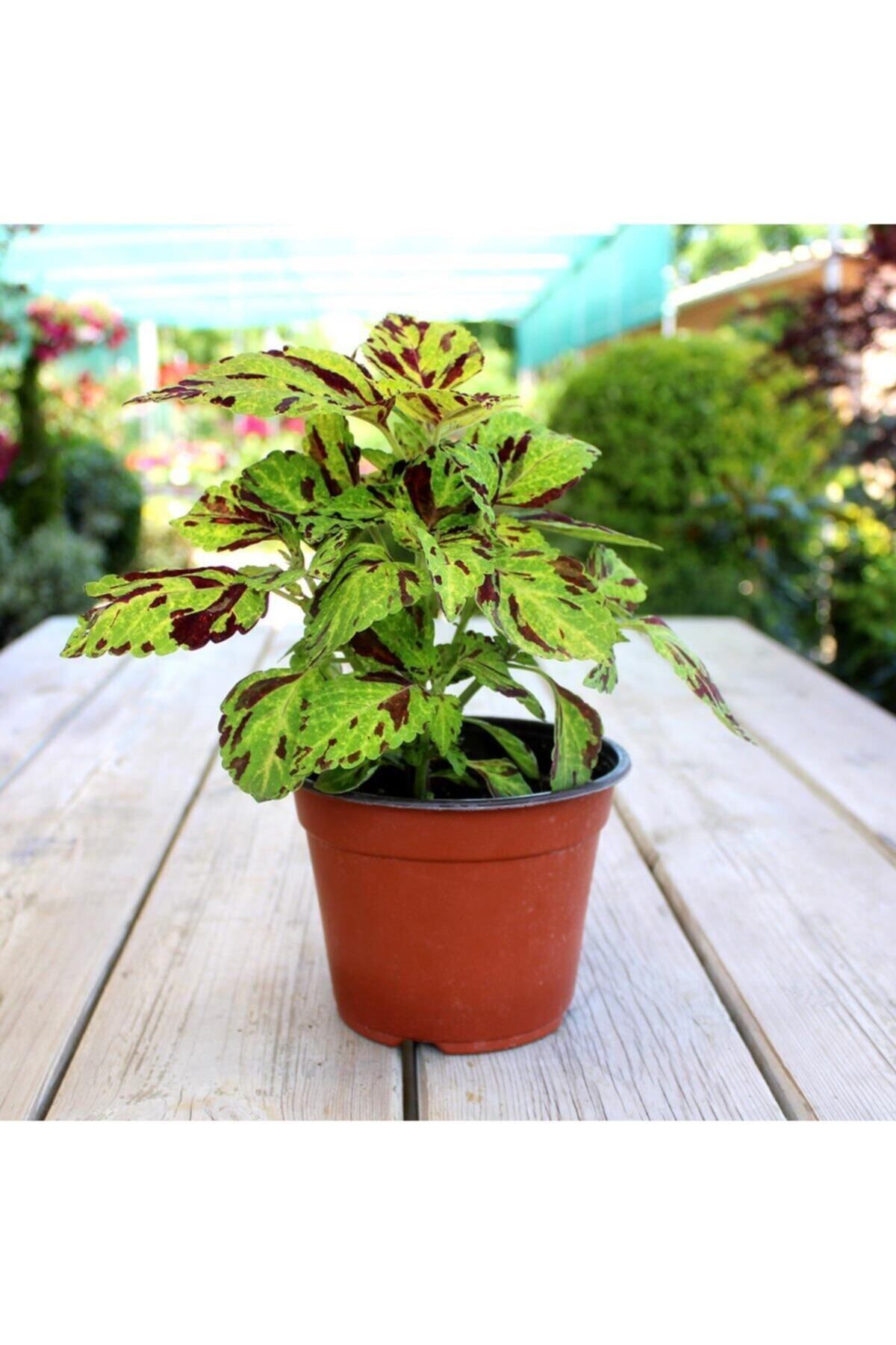 Gardenbox Yeşil Bordo Yaprak Güzeli - Saksılı Coleus