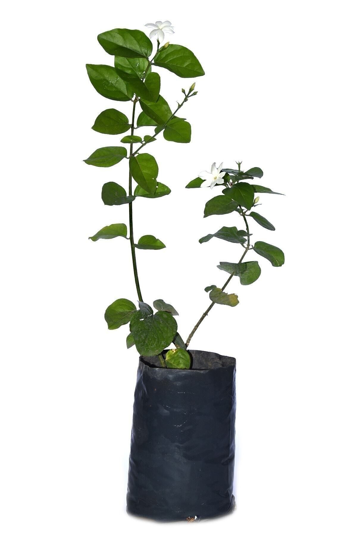 Gardenbox Saksılı Kokulu Ful Yasemin Fidanı Çiçeği 60-80cm