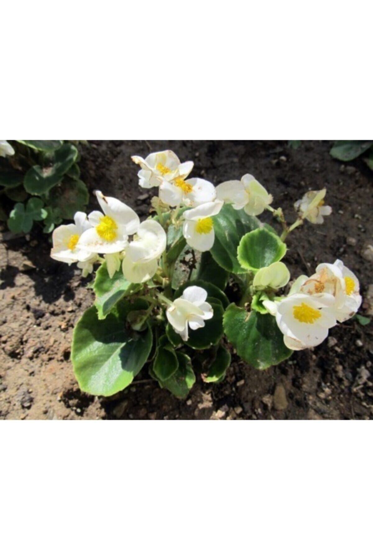 Gardenbox Kampanyalı Beyaz Begonya Çiçeği 30 Cm Saksılı