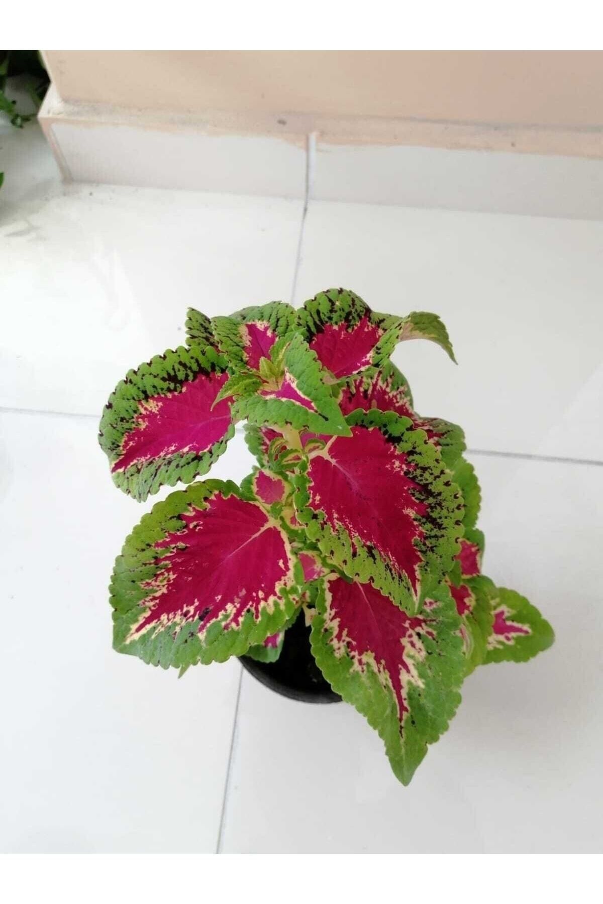 Gardenbox Kampanyalı Yaprağı Güzel Yaprak Güzeli Orta Boy 35cm