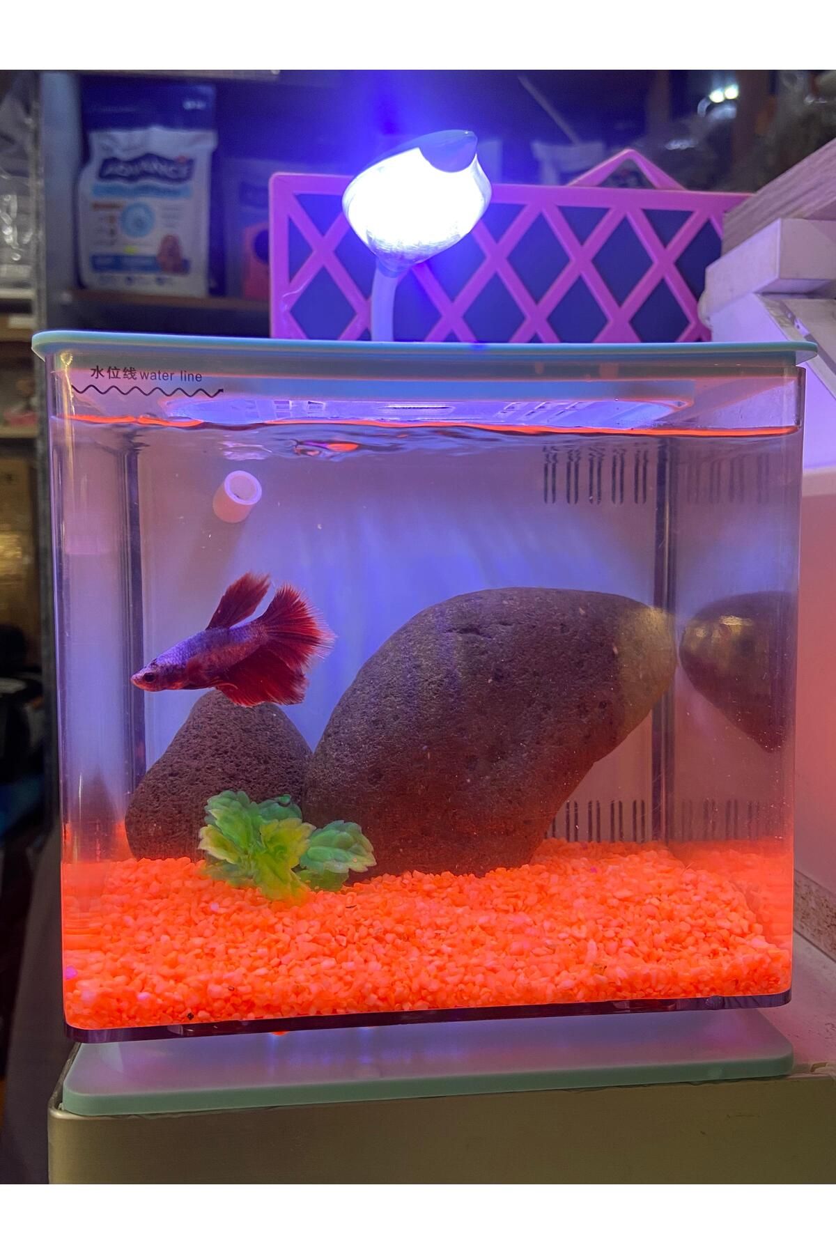 Fauna Pet Supplies Mini Akvaryum Beta Tetra Lepistes Japon Balıkları Için (SUMP FİLTRELİ, 2 RENK AYARLANABİLİR IŞIK)